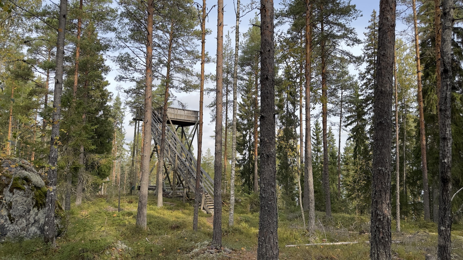 Puinen näköalatorni metsän keskellä.