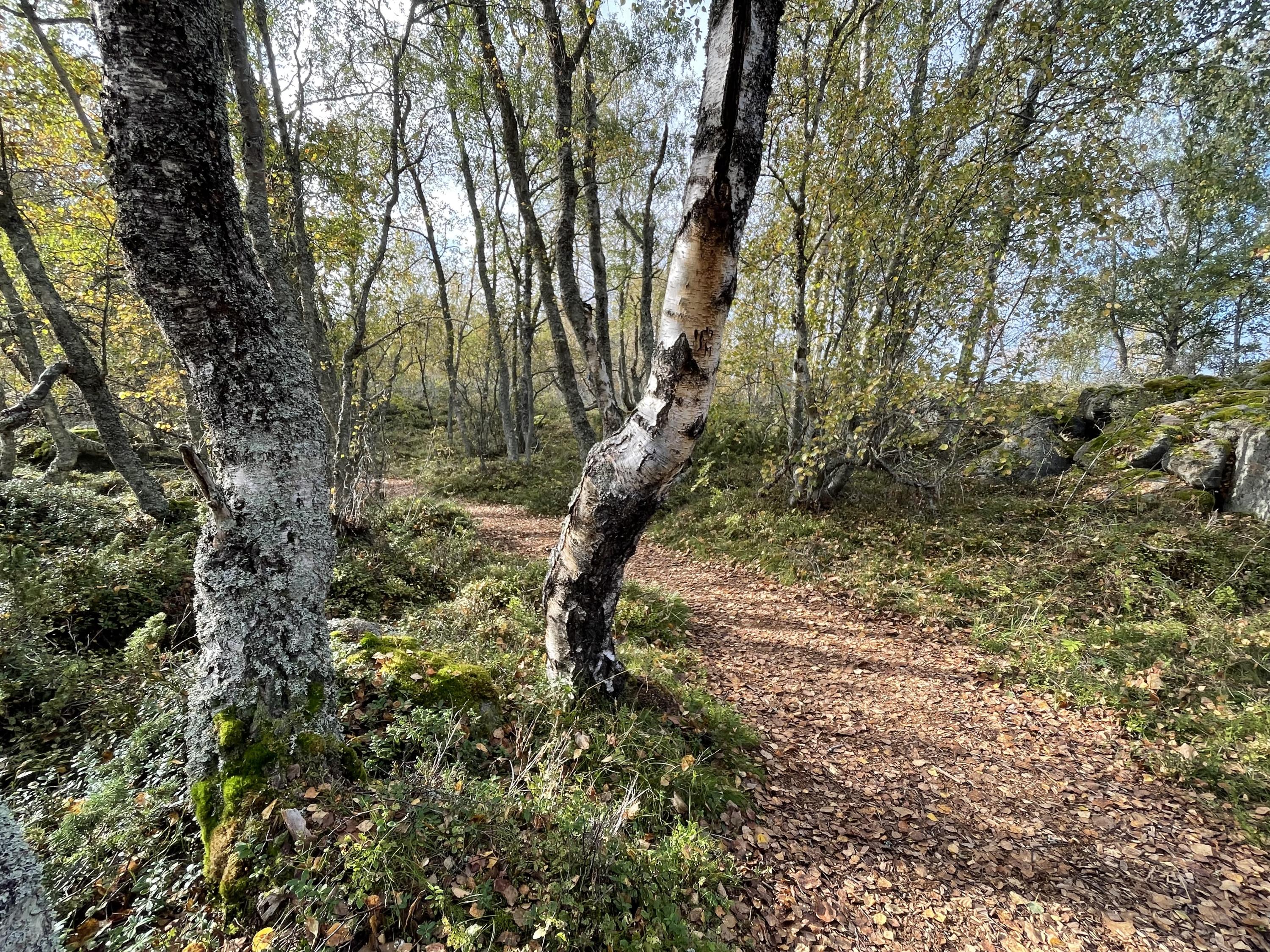 Stig genom björkskog på Bodvattnet runt i Kvarkens skärgård