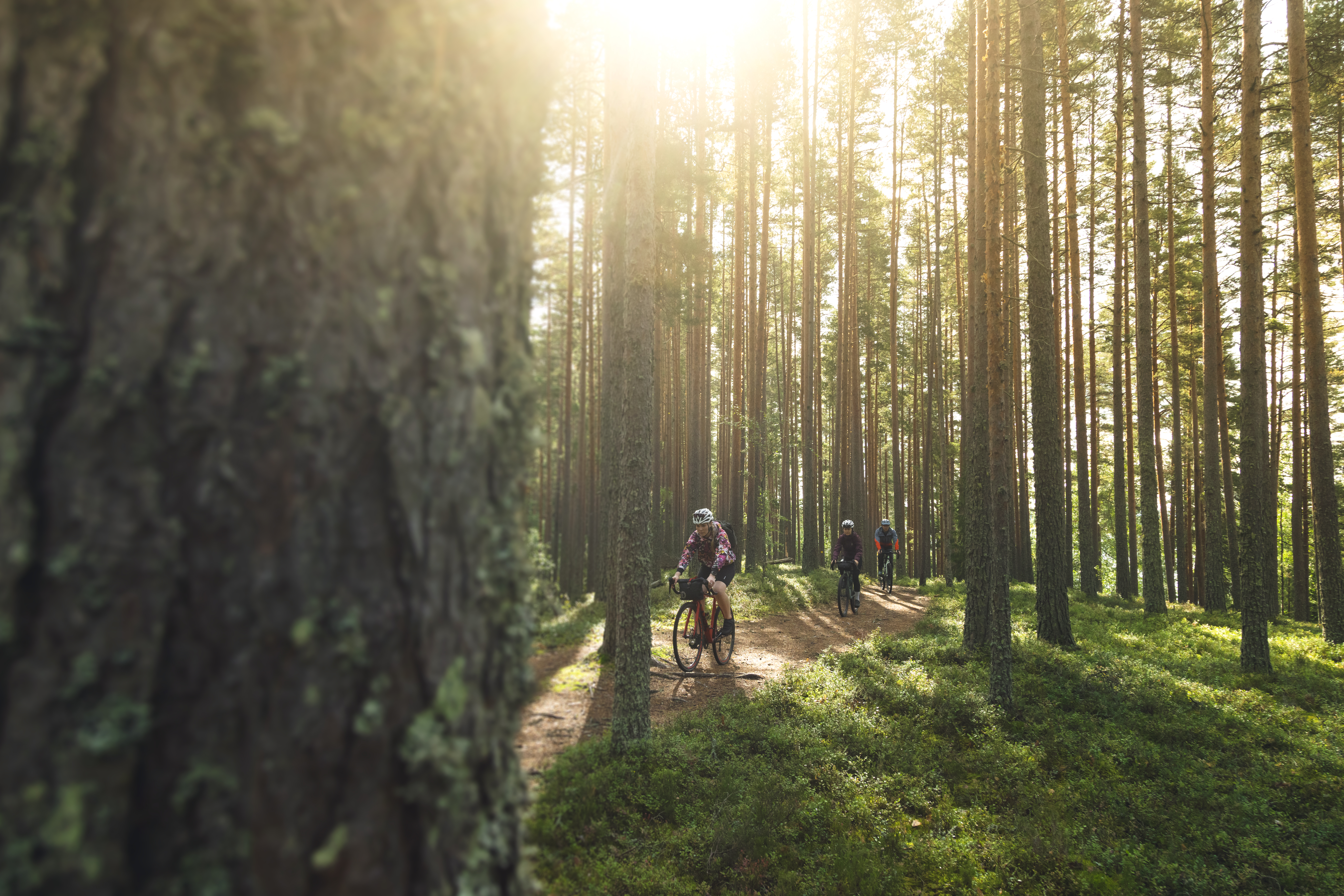 Cyclist riding on a single track path through the forest