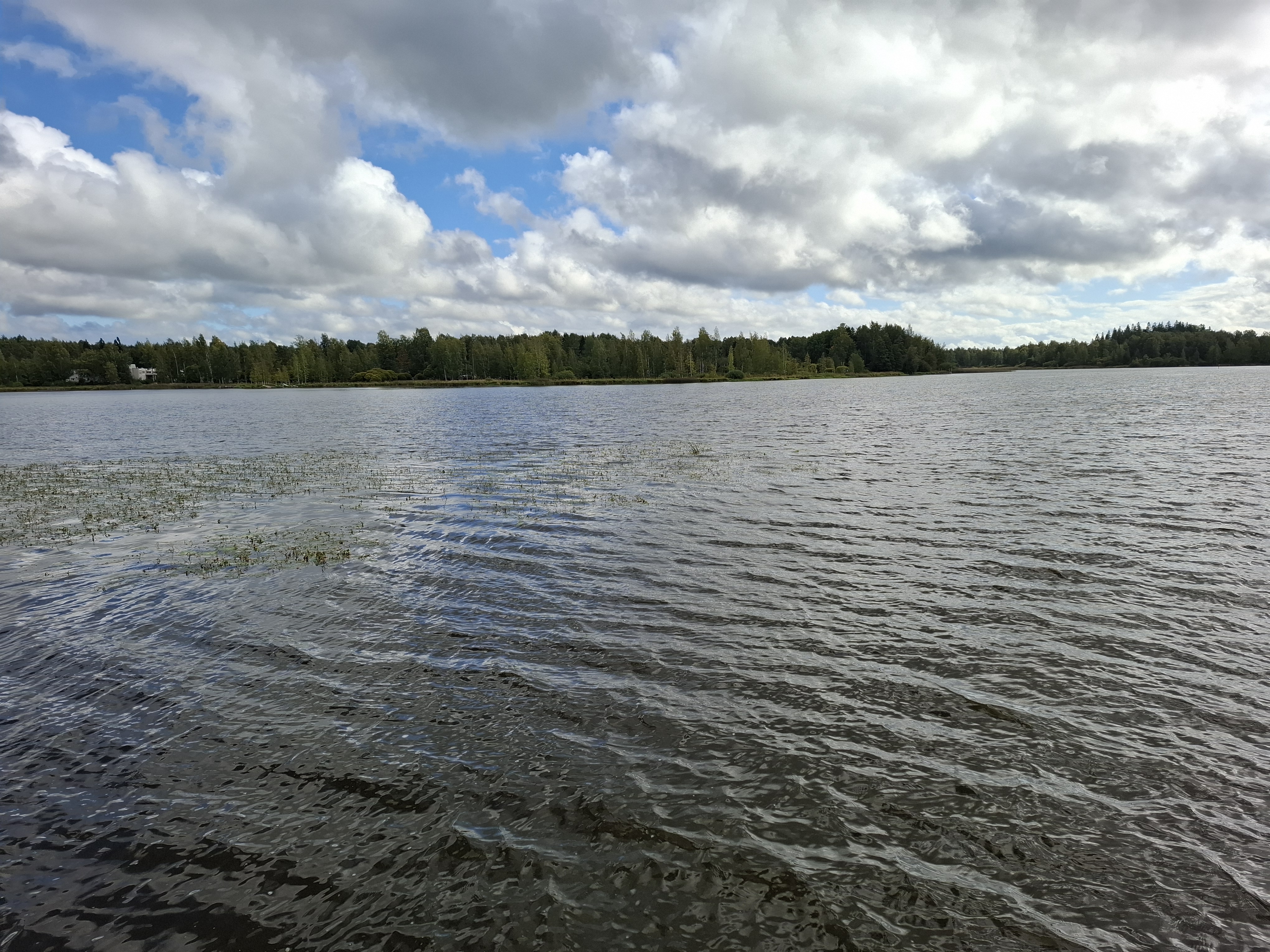 Vanajavedellä on monipuolinen ja runsas kalalajisto.