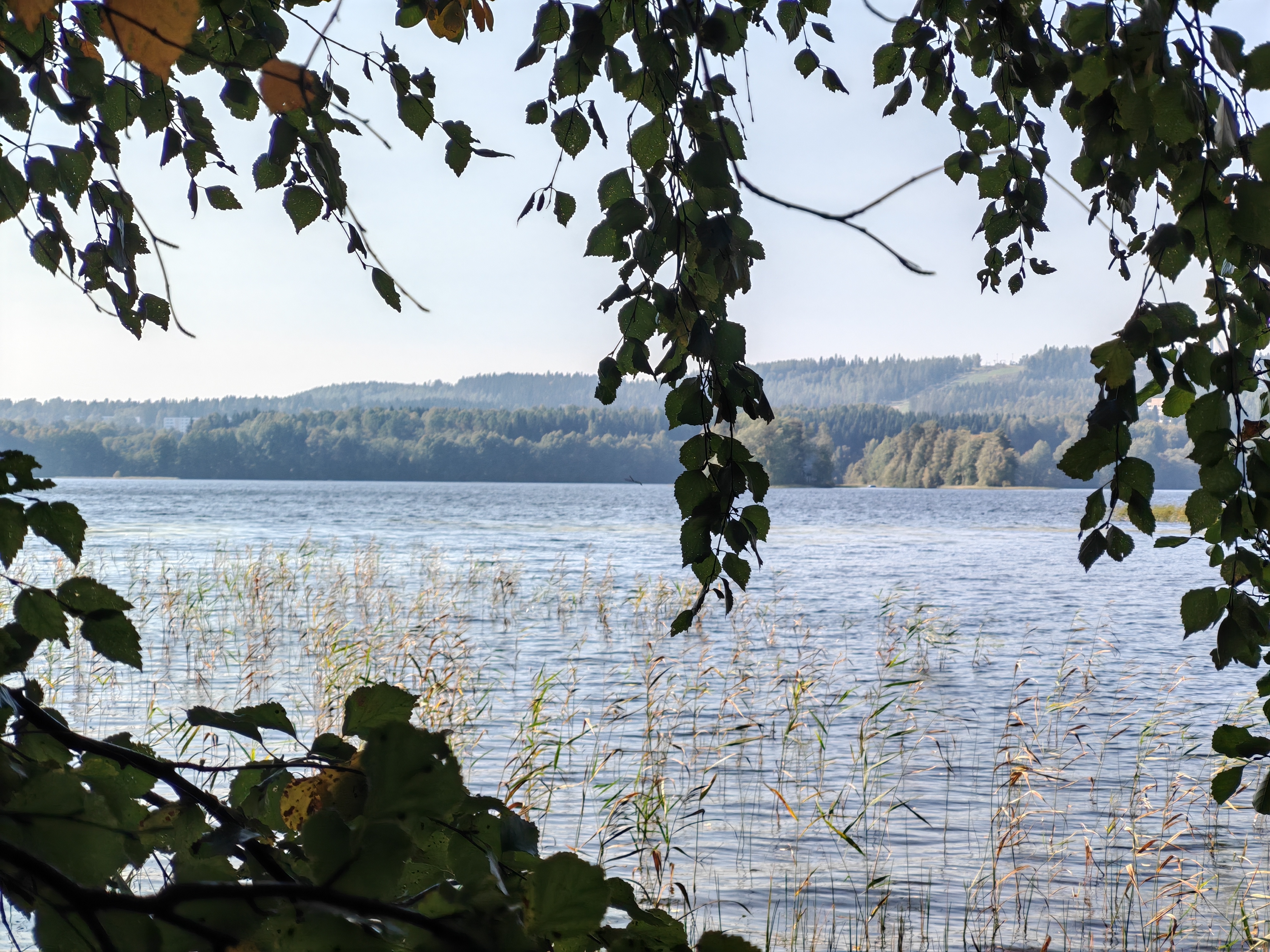 Kuvassa näkyy järvimaisema, jossa vesirajassa kasvaa kaislikkoa ja etualalla oksat kehystävät näkymää. Taustalla on metsien peittämiä mäkiä ja hieman kirkasta taivasta. Kuvasta välittyy rauhallisuus ja luonnonläheisyys