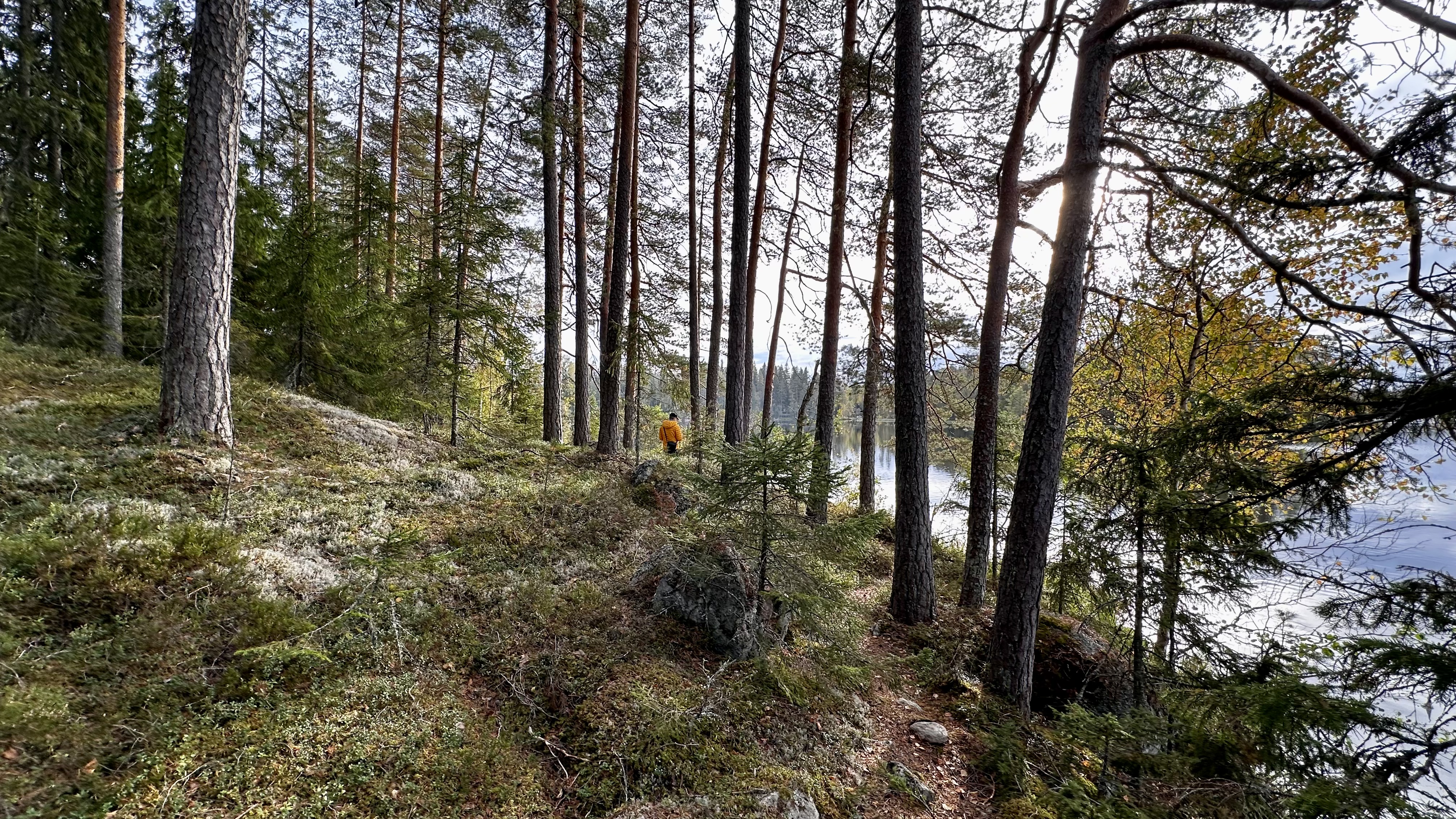 Metsää, polku ja järvenranta. Mies kävelee polulla.