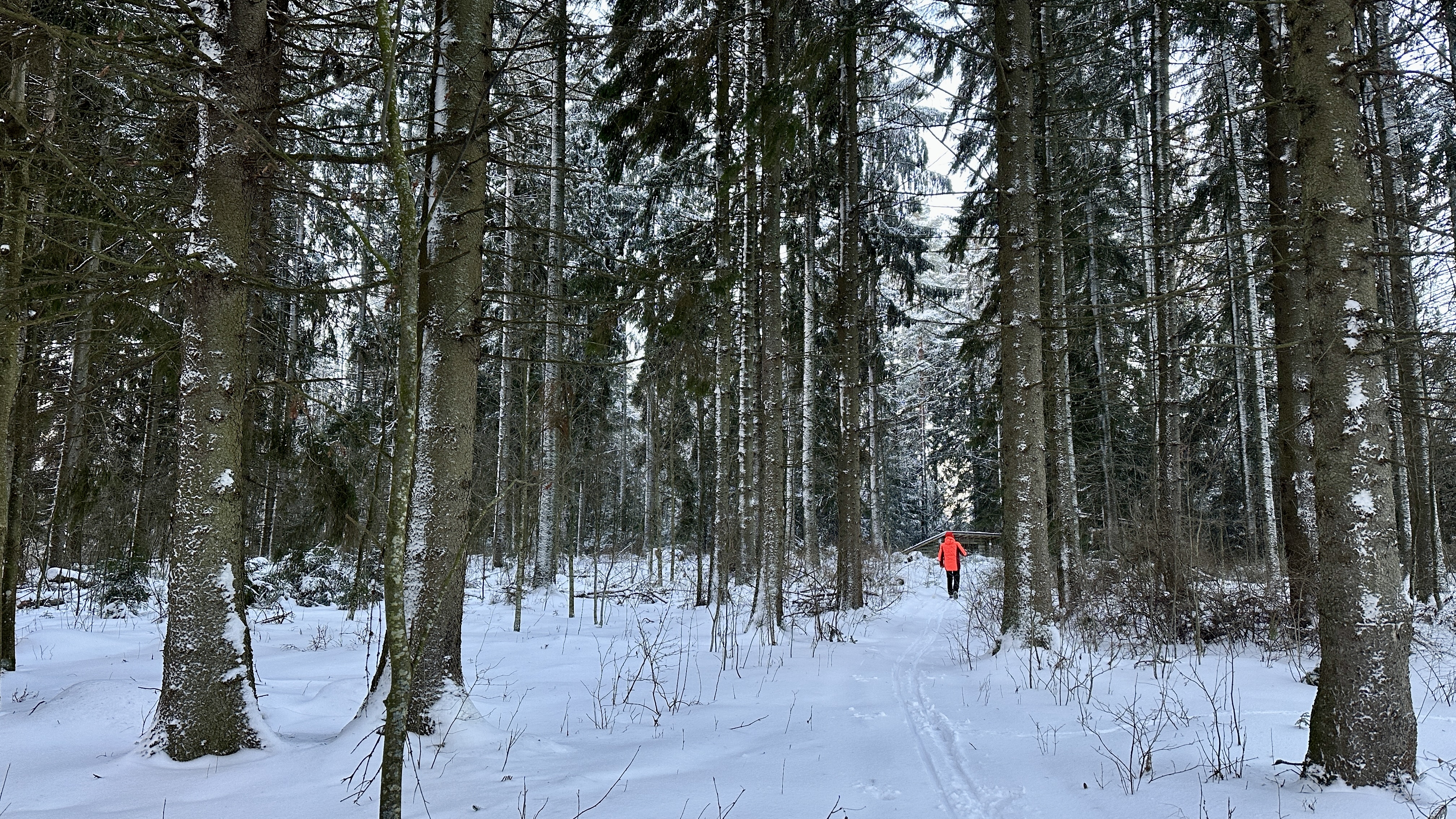 A skier skis through the forest towards the lean-to shelter.