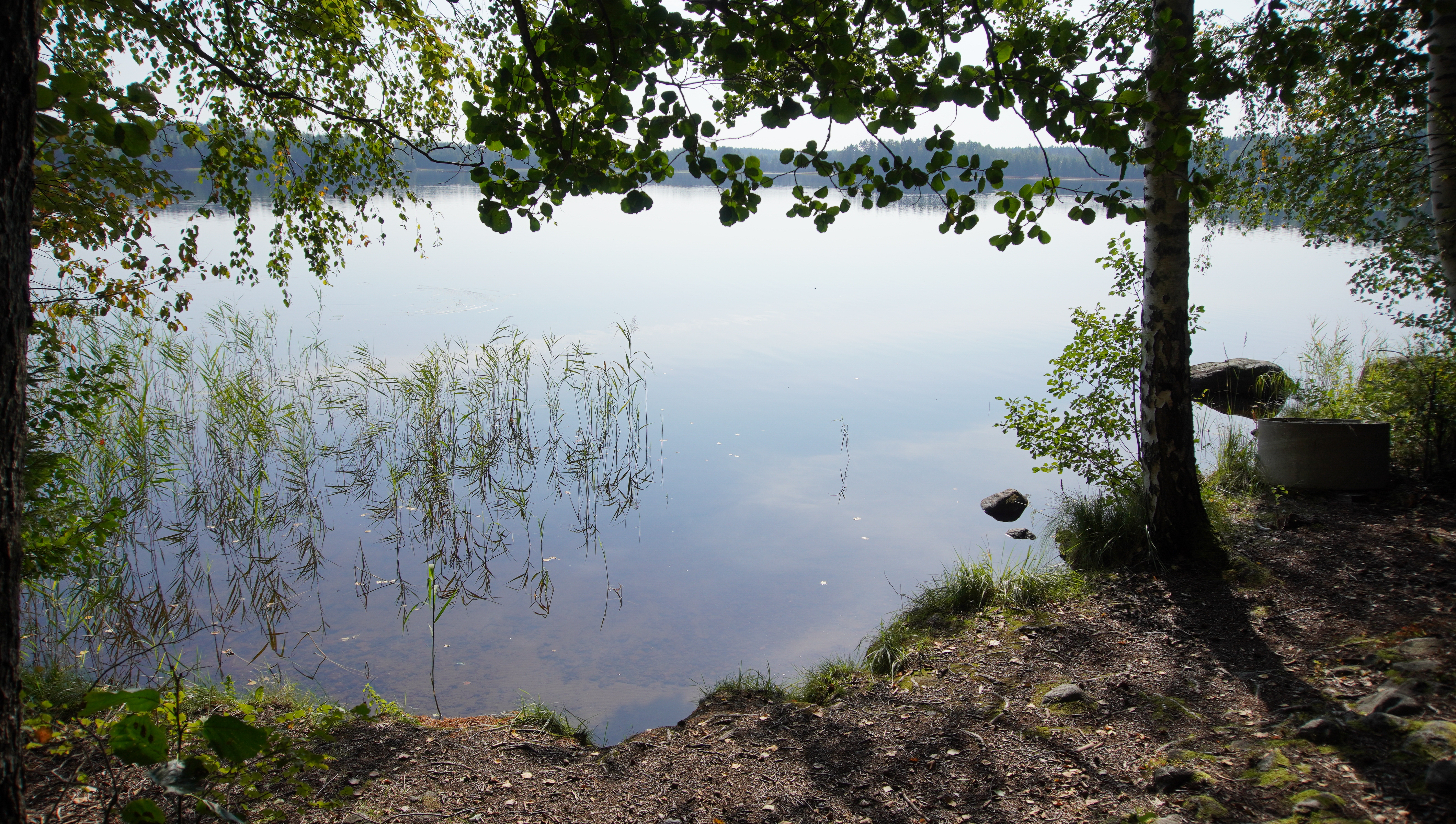 Järvenrantaa reunustaa puut.