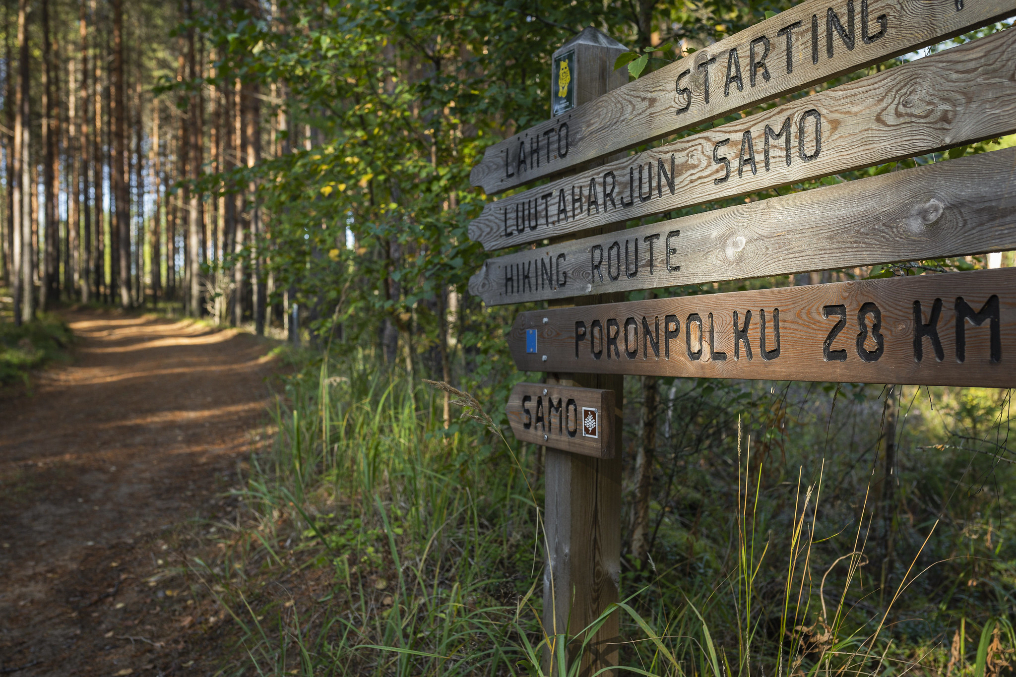Signposts lead to the path in the forest.