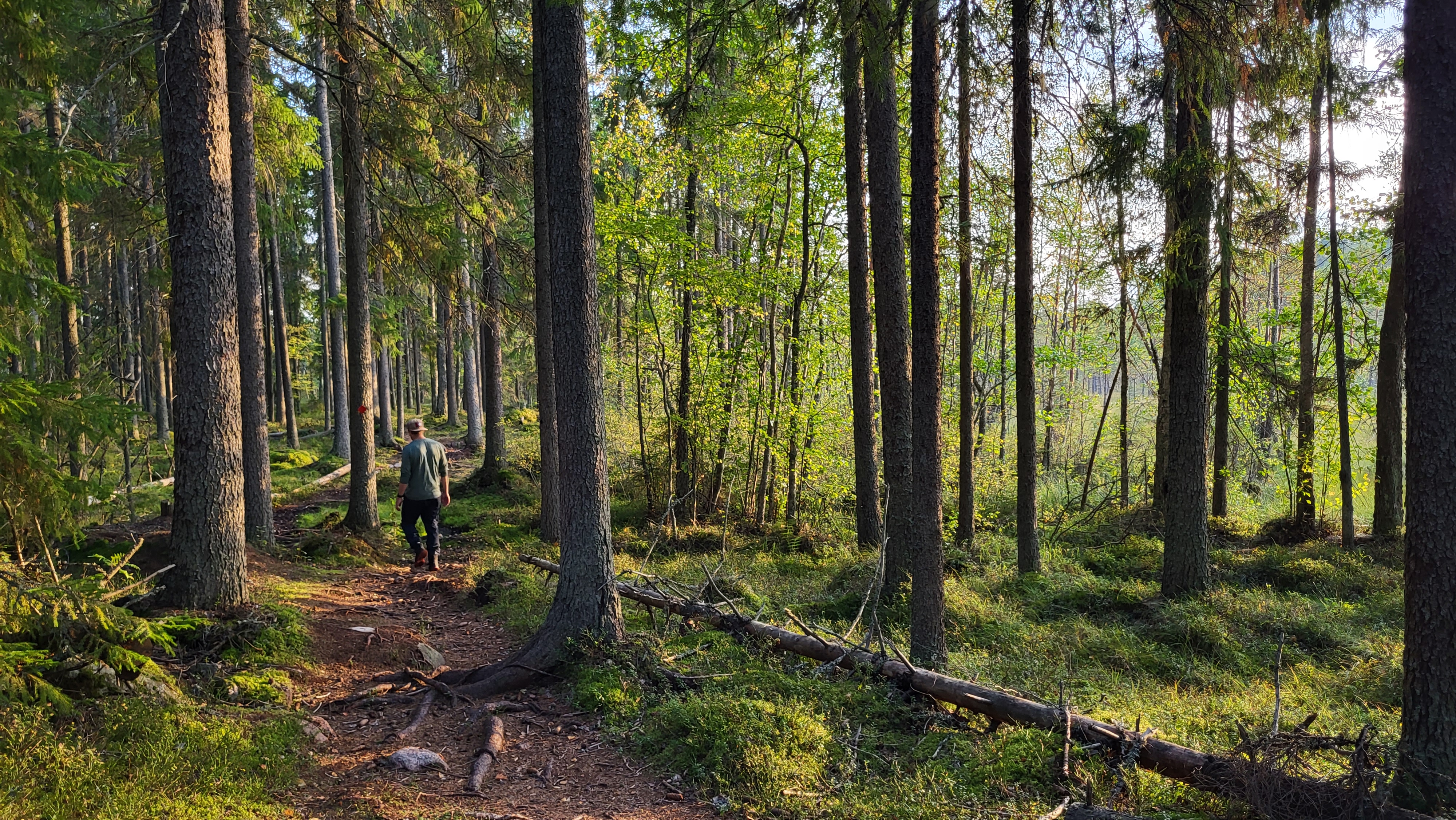 A man walks in the forest under large trees.