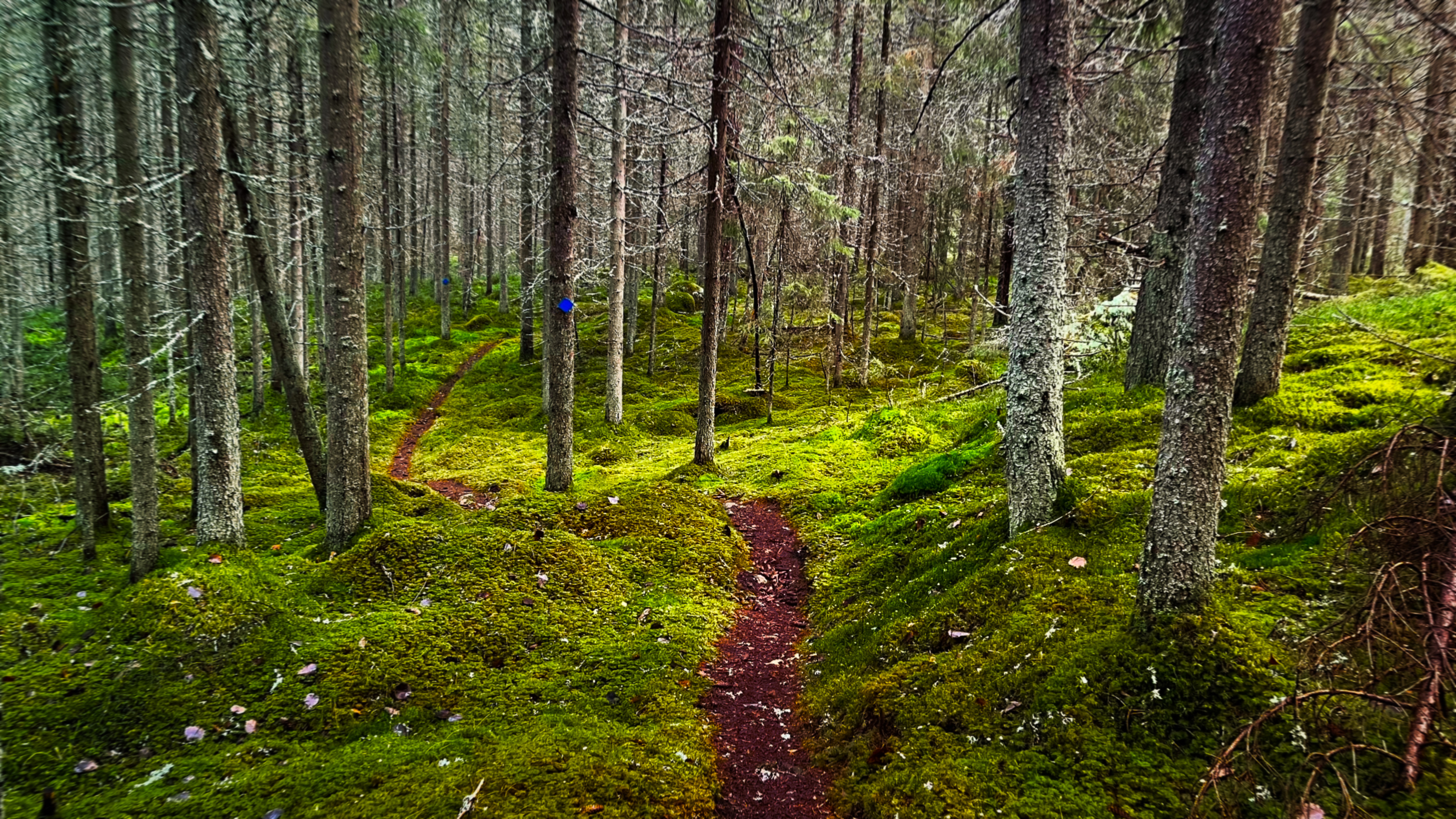 Forest path along the shore of Lake Kivijärvi, surrounded by dense coniferous forest and green moss.
