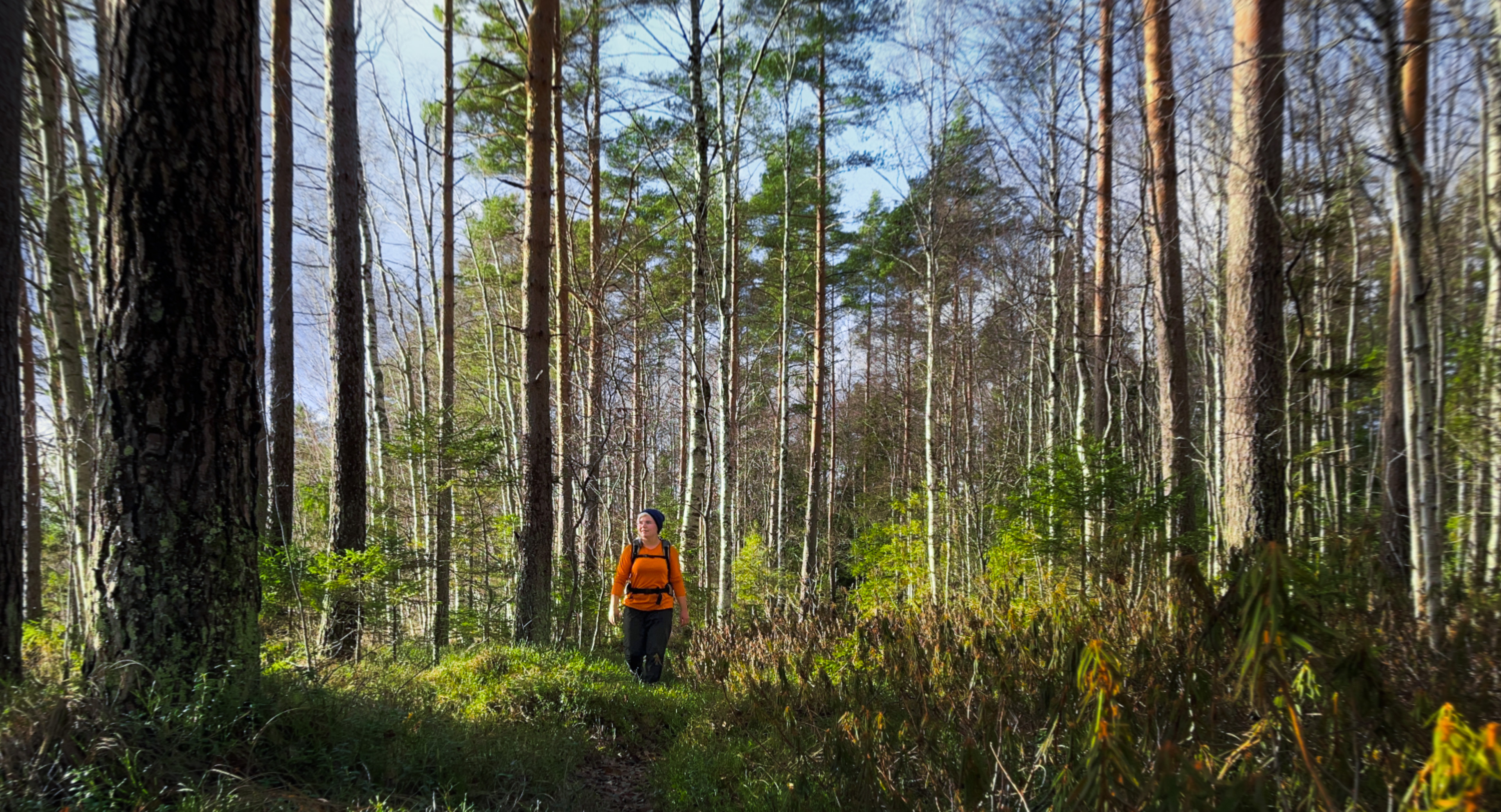 A walker on a trail that passes through a marshland and a forest bordered by birch trees.