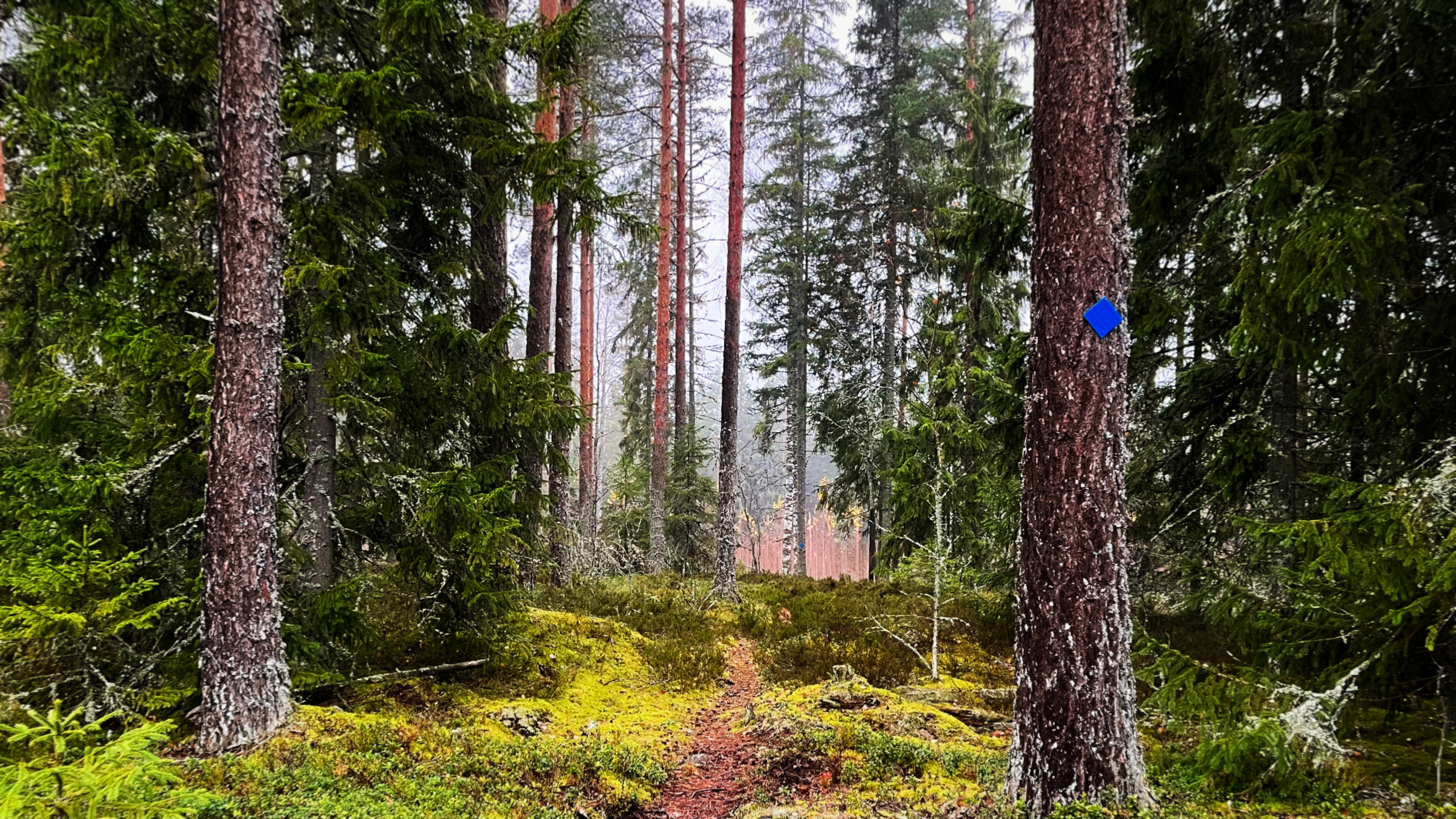 A trail in a mixed forest. The ground alongside the trail is covered with moss.