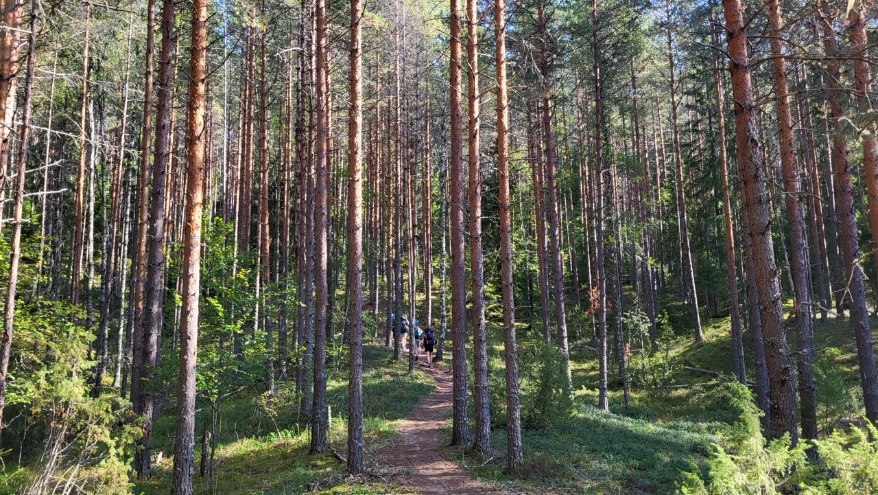 A path in the forest leads up a hill.