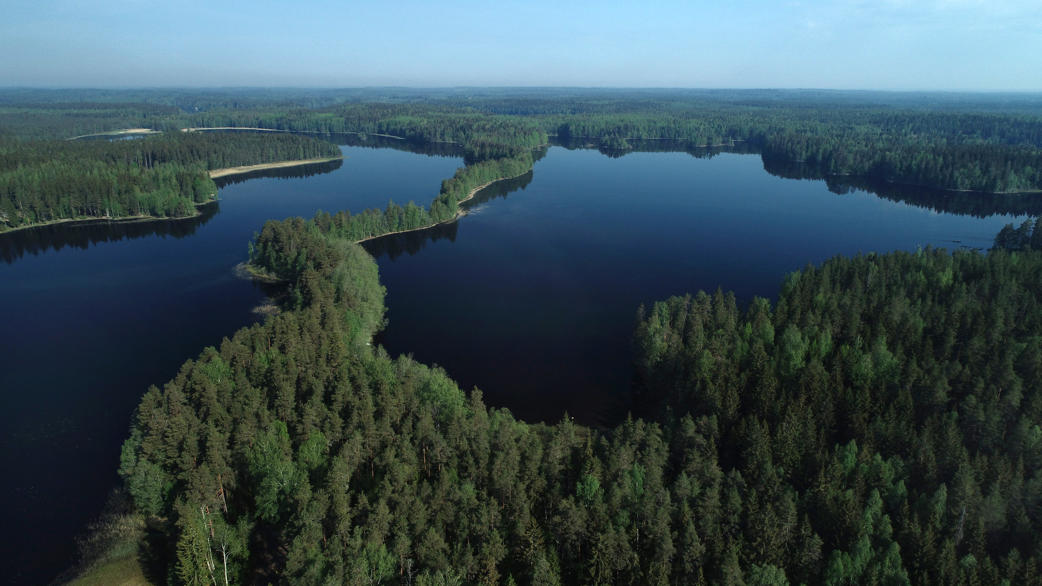 Forest around a lake.
