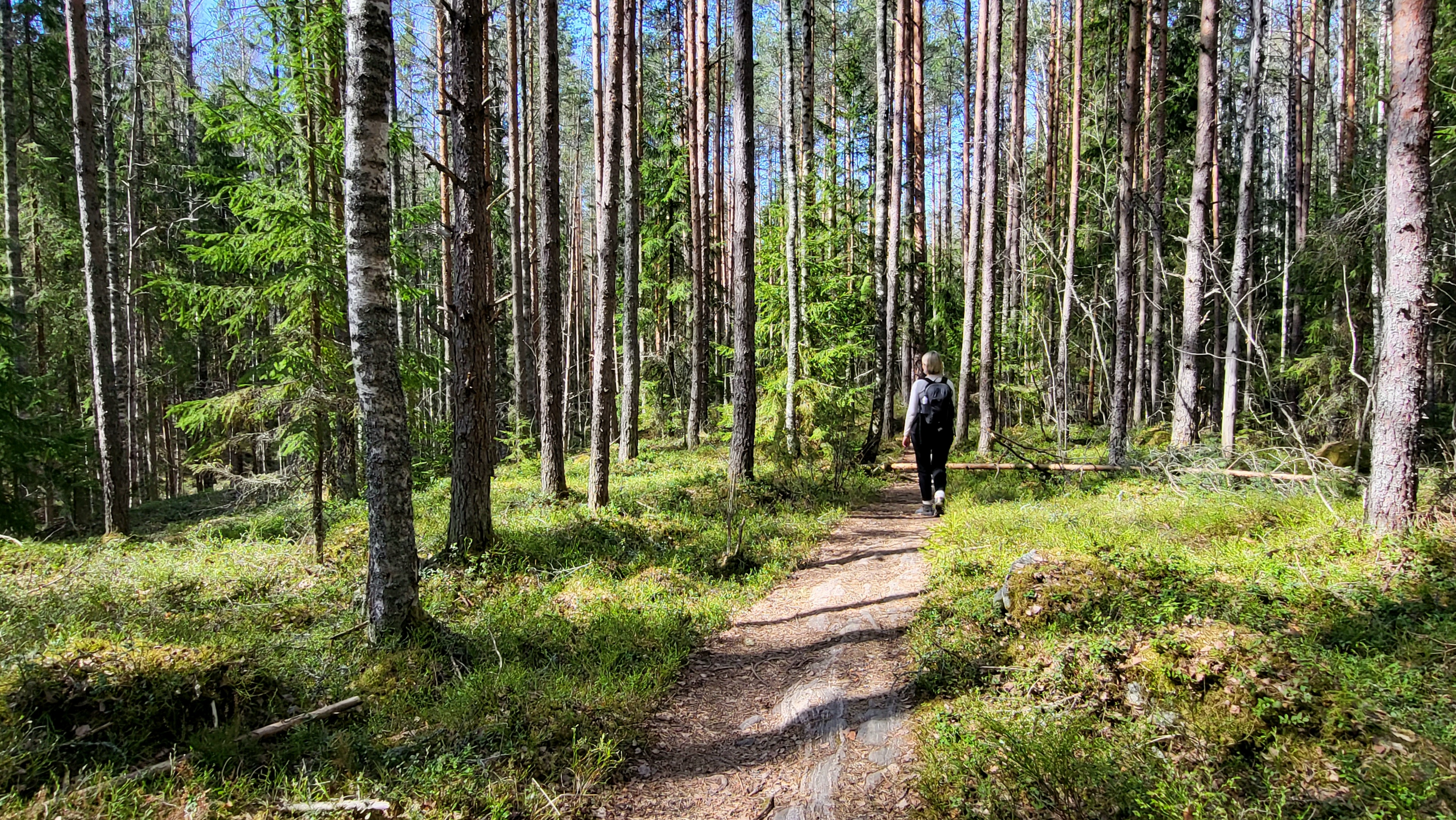 A woman walks along a forest path.
