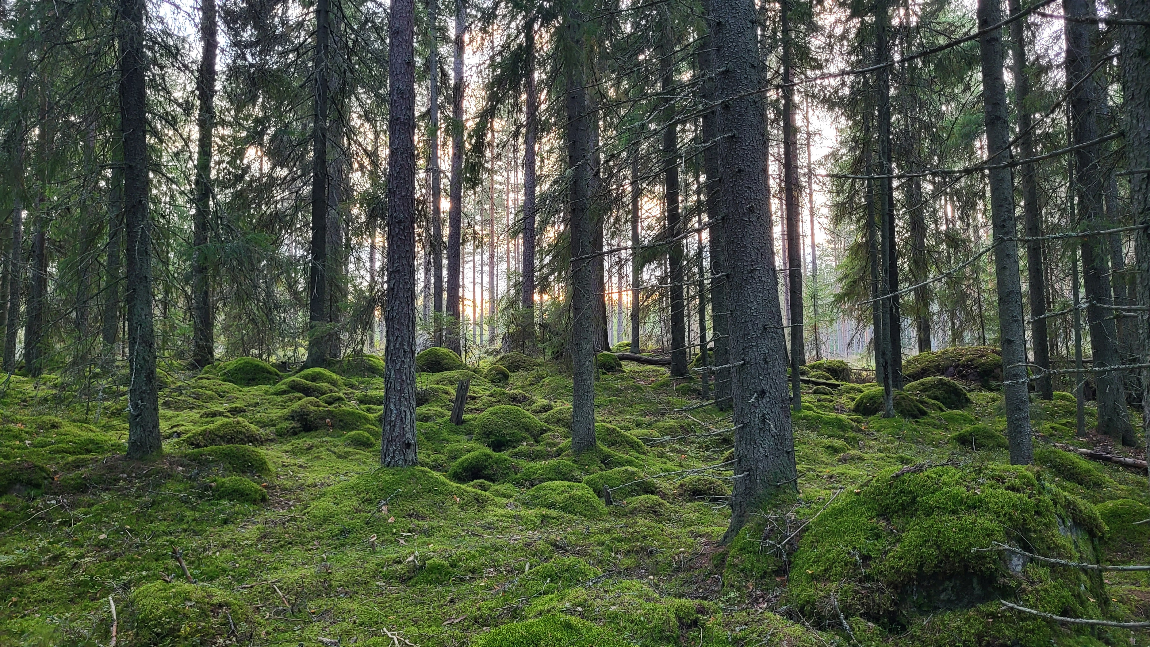 A forest with moss-covered rocks.