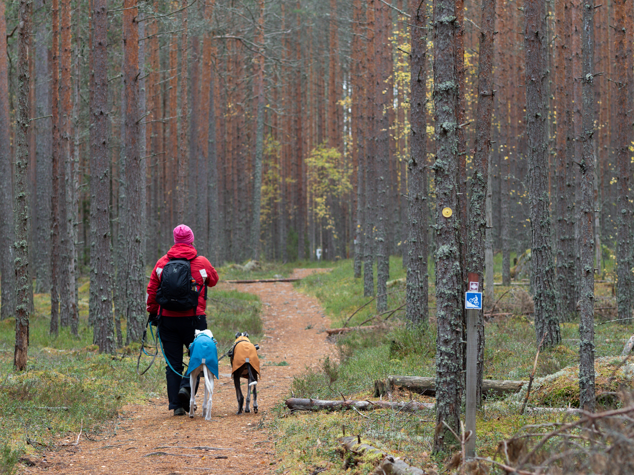 Nainen kävelee kahden koiran kanssa leveällä metsäpolulla.