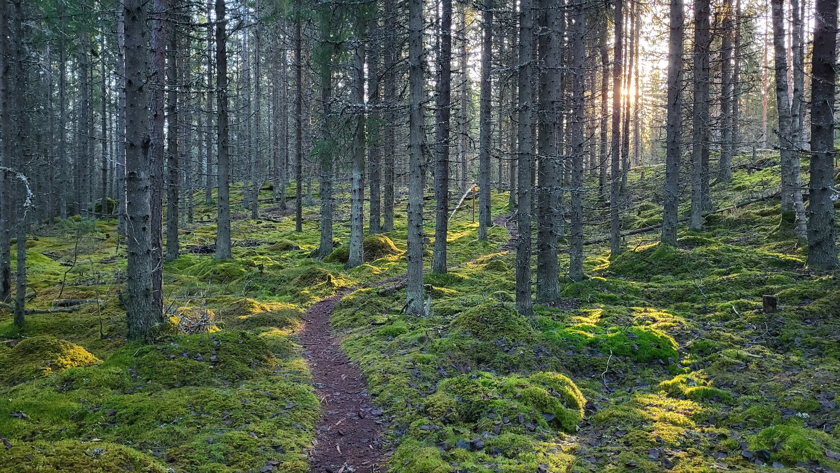Polku kulkee sammaleen peittämässä maassa.
