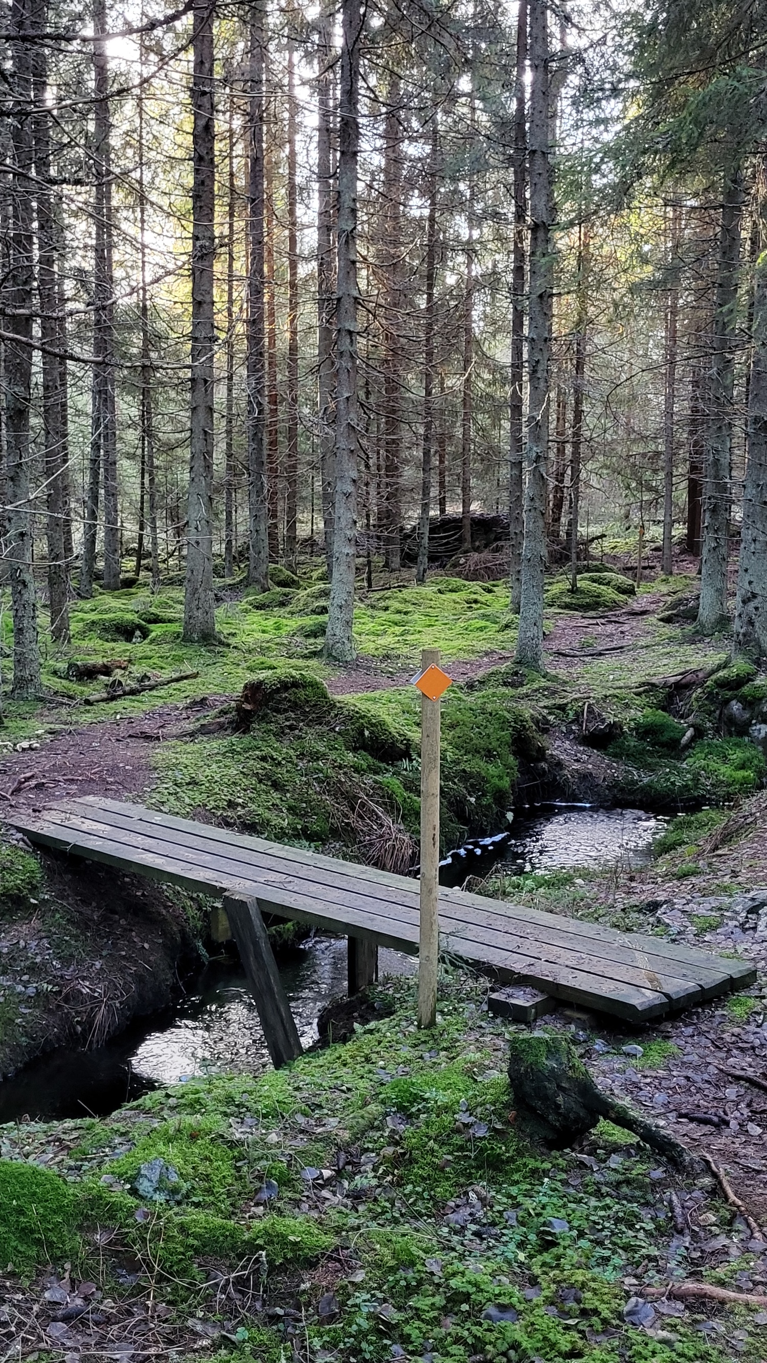 Ojan yli kulkee silta metsässä.