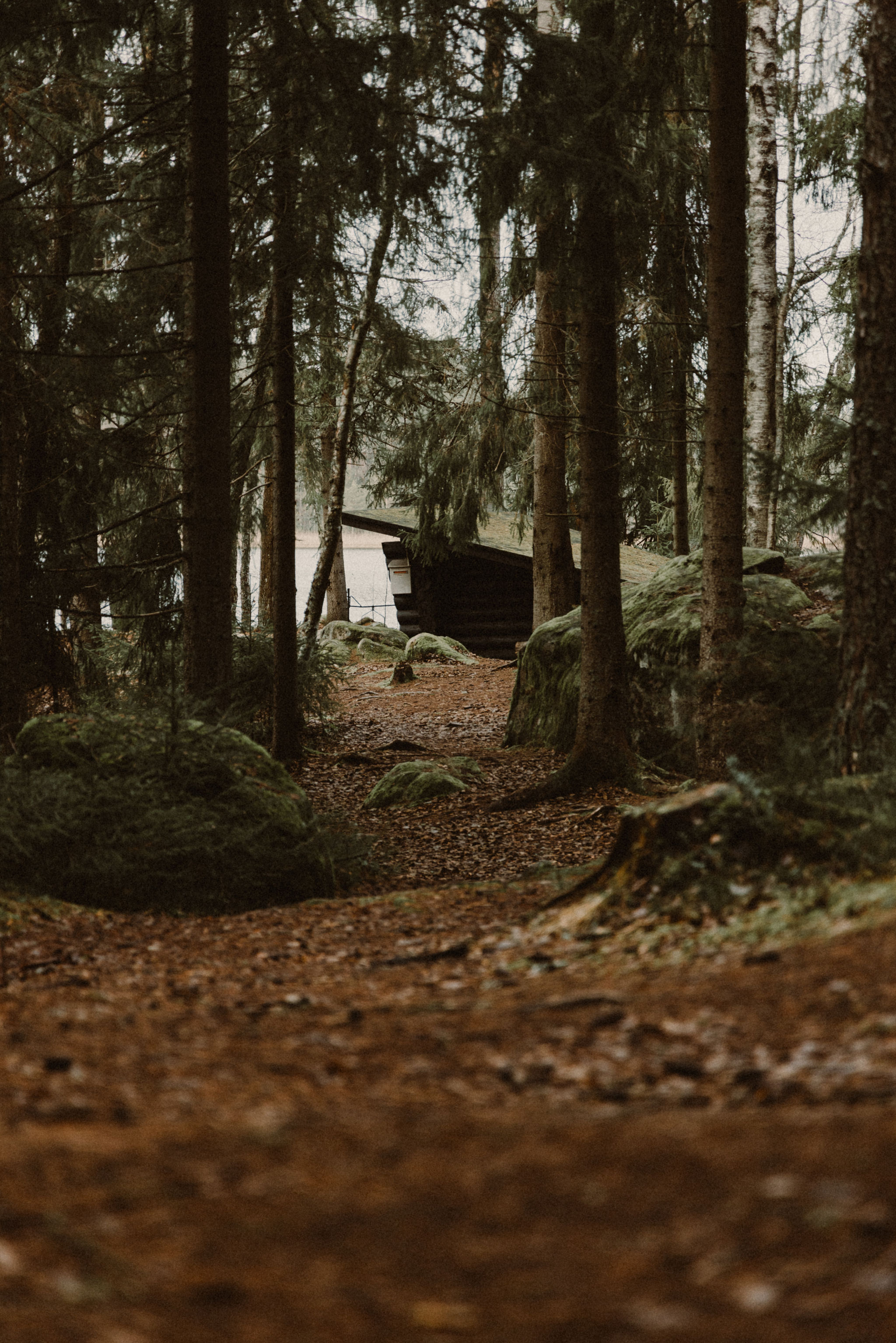 Metsäpolku johdattaa laavulle.