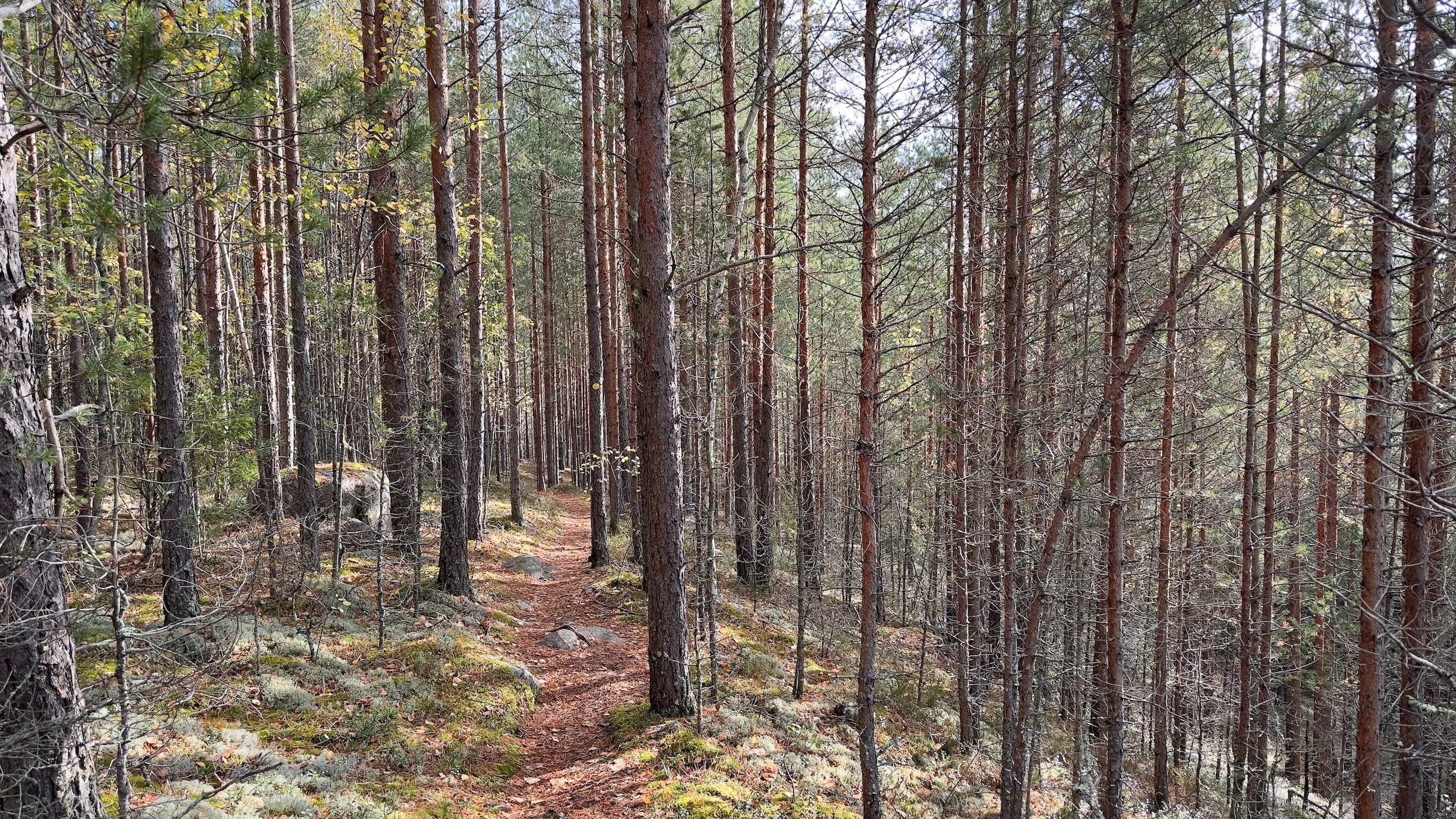 Metsäpolku, jossa on kiviä.