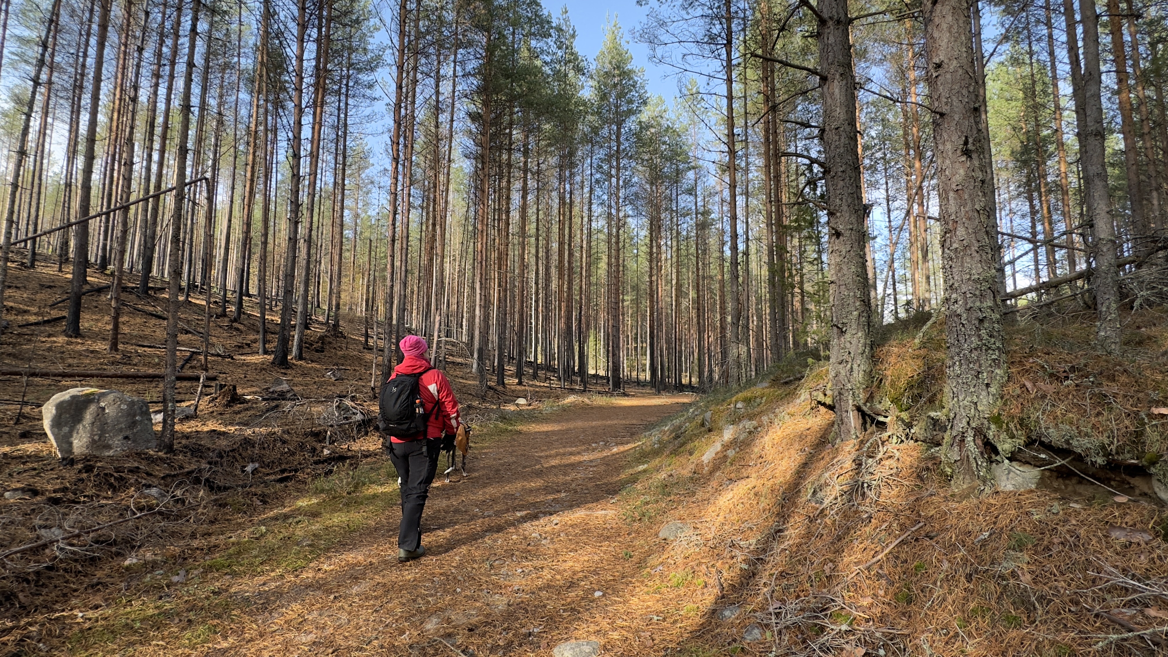 Nainen kävelee leveällä metsäautotiellä.