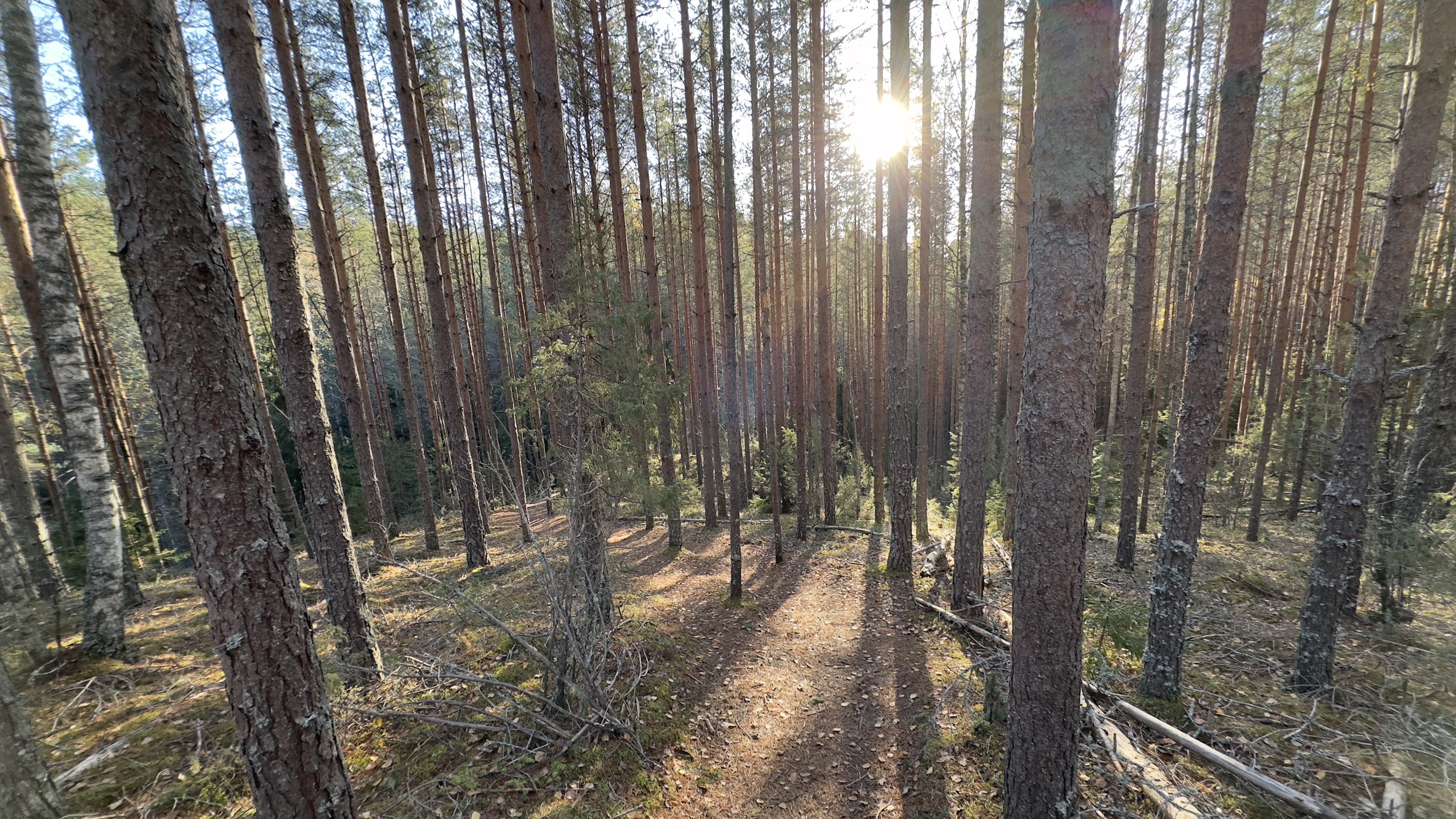 Mäki laskee alaspäin mäntymetsässä.