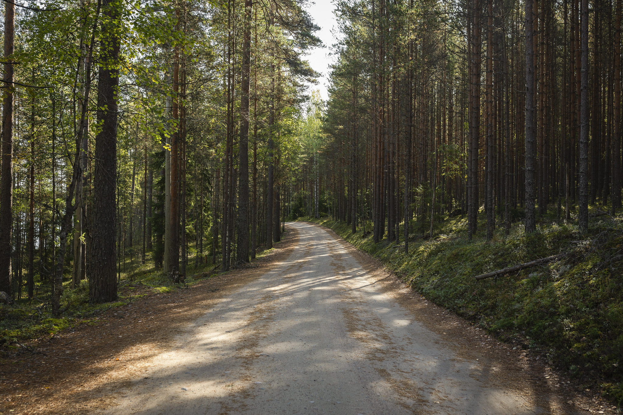 Leveä hiekkatie kulkee metsässä. Aurinko paistaa puiden takaa.