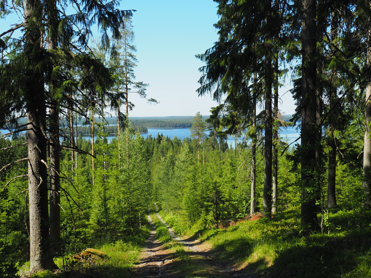 Kirkkotie kesällä Pihlaisissa. Havumetsikkö ja järvi kaukonäkymässä.