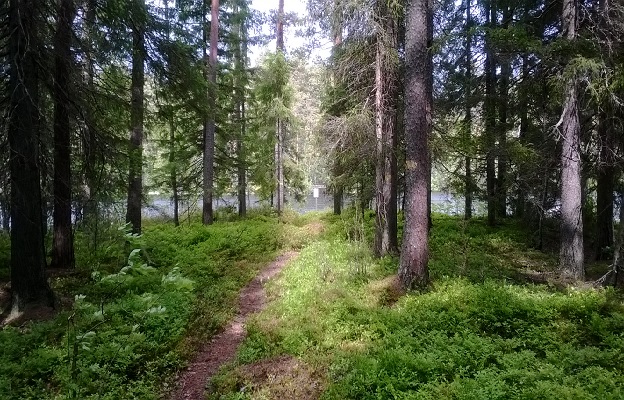 Metsäpolku koskelle