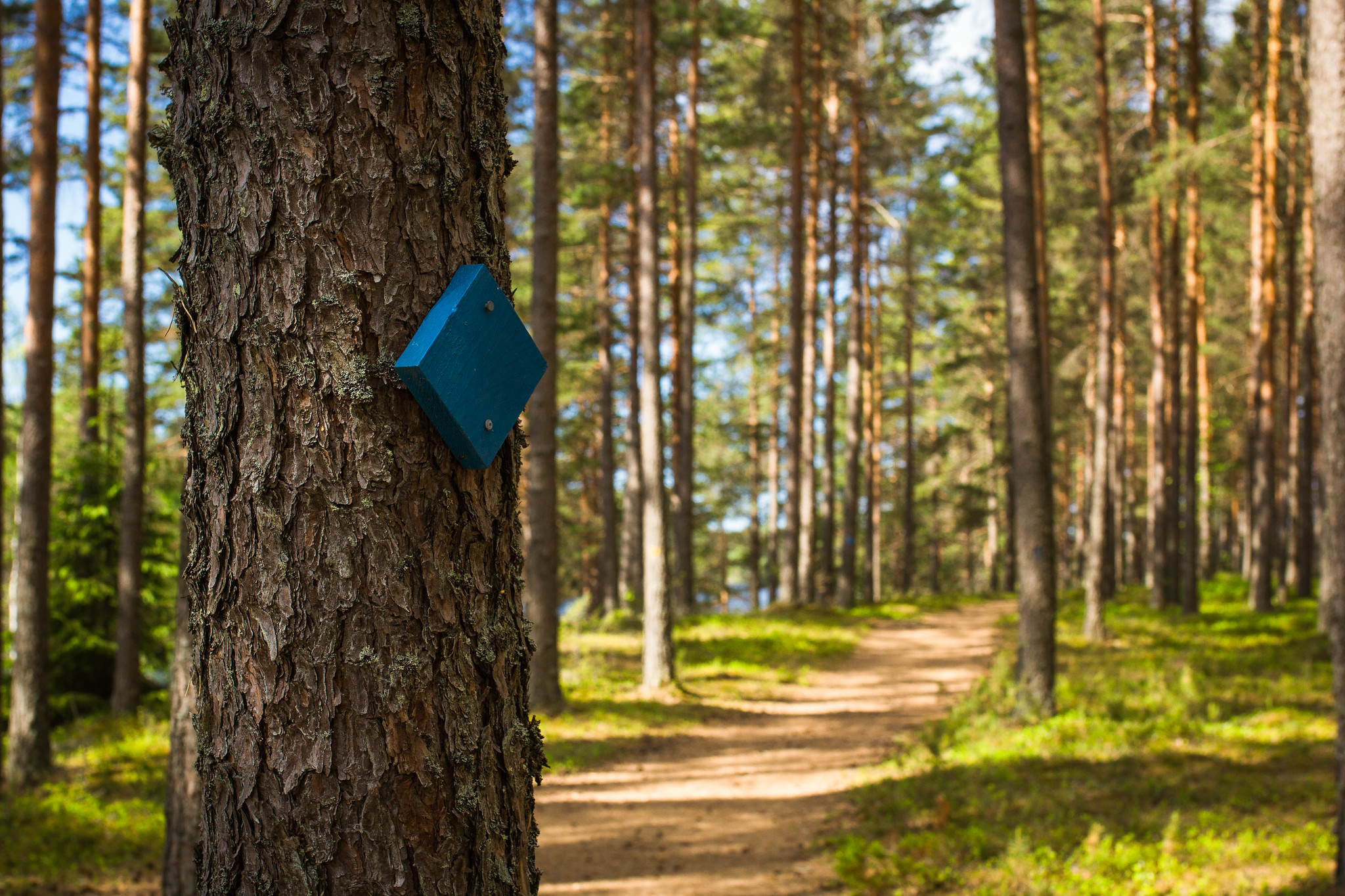 Sininen reittimerkki puussa patikointipolun varrella.