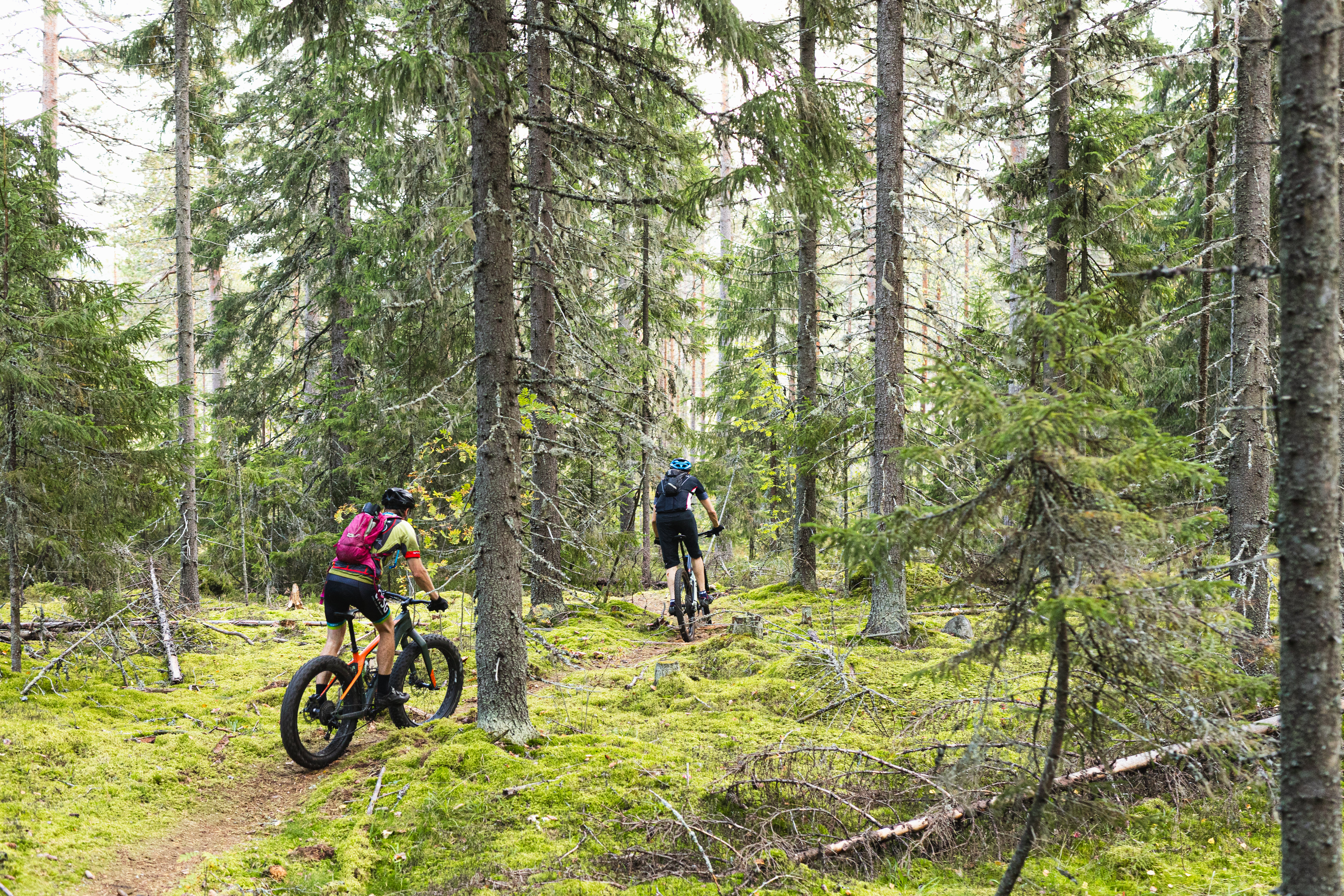 Kaksi maastopyöräilijää havumetsäpolulla.