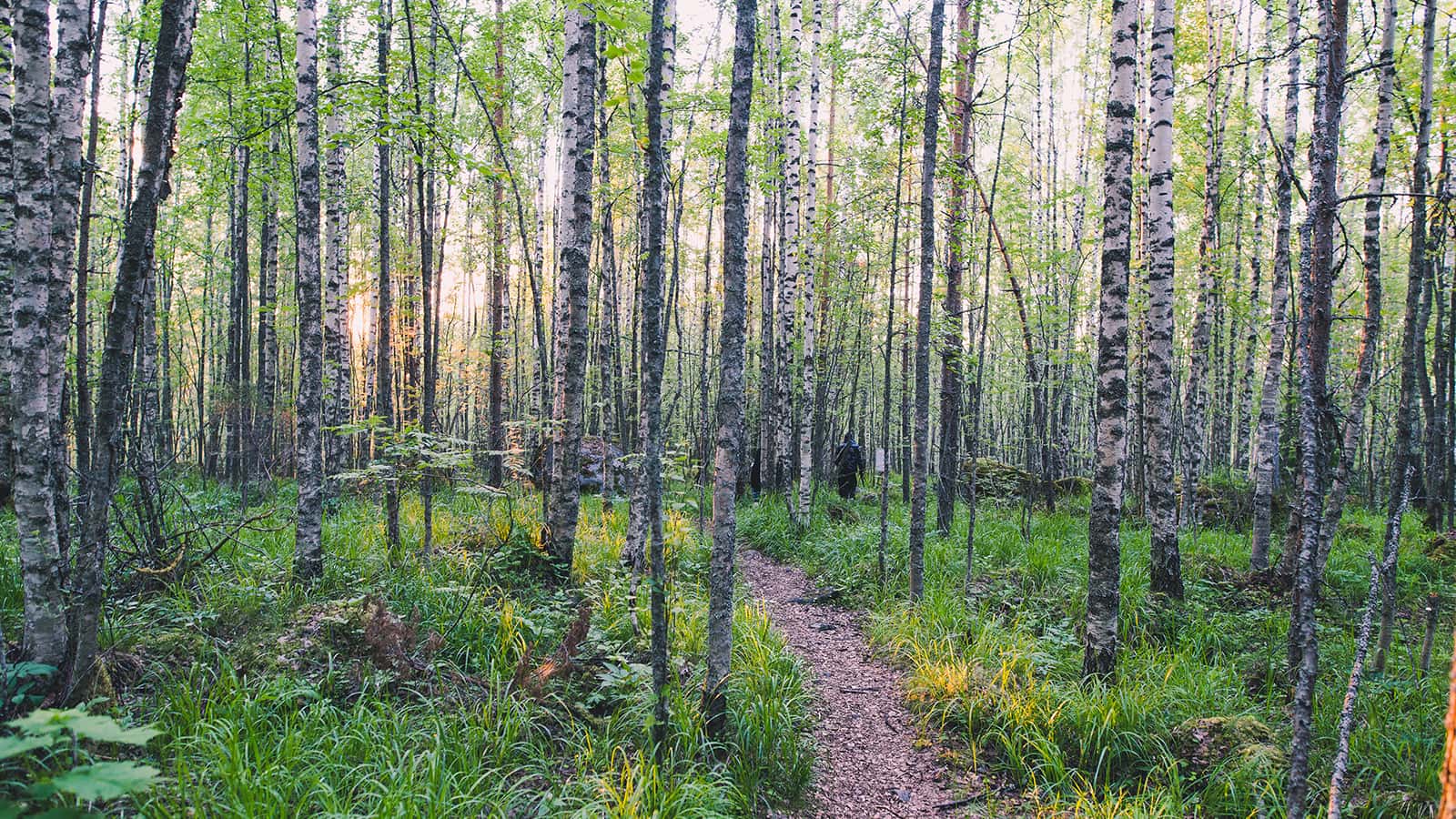 Kesäistä koivumetsää, jonka keskellä kulkee luontopolku