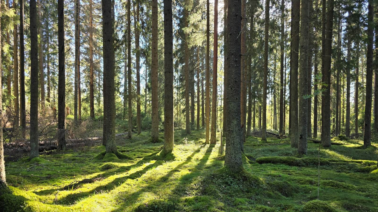 Kesäinen havumetsämaisema. Puiden takaa siivilöityy auringon valoa.