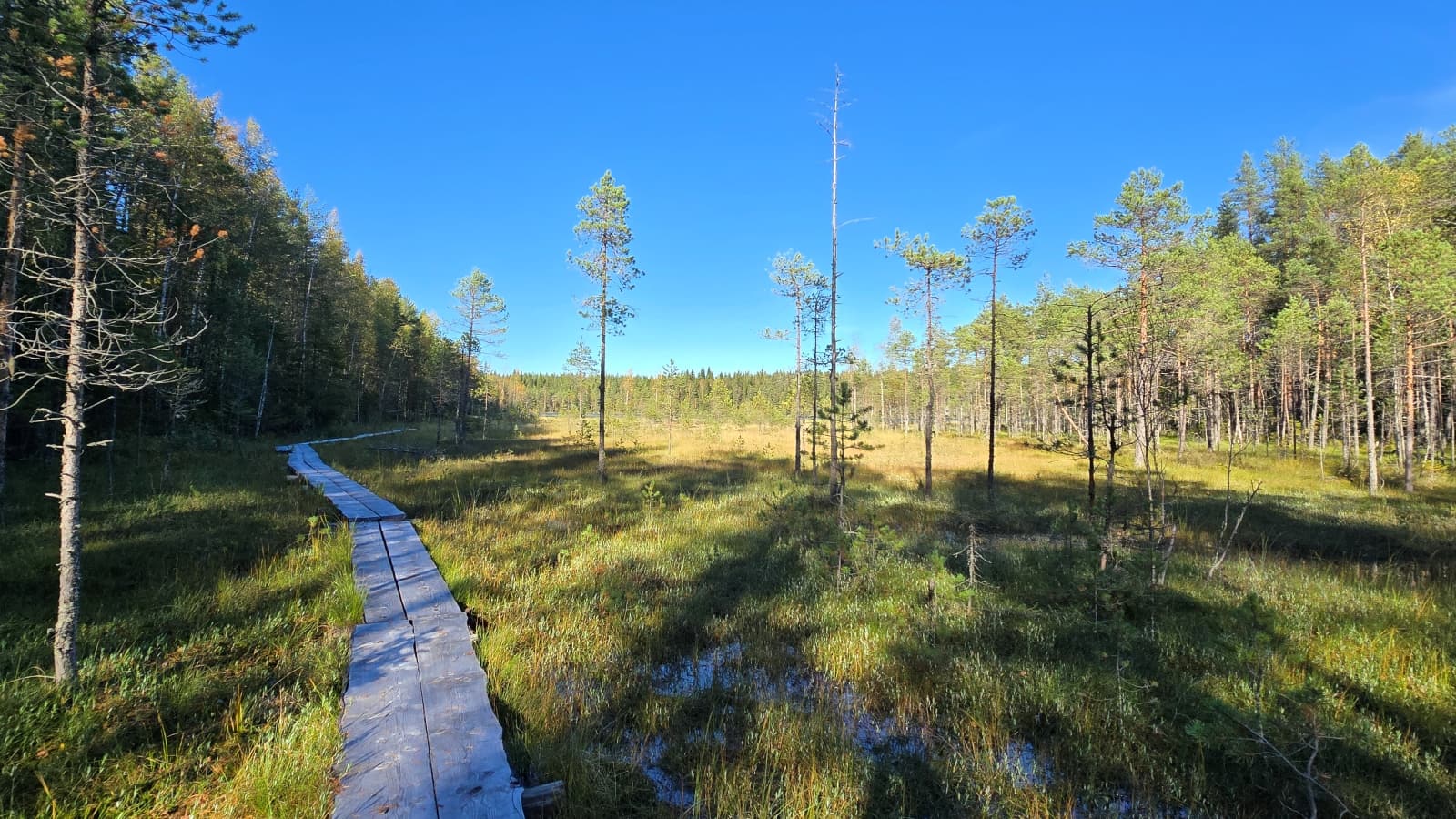 Kesäisen suomaiseman reunaa kulkevat pitkospuut.