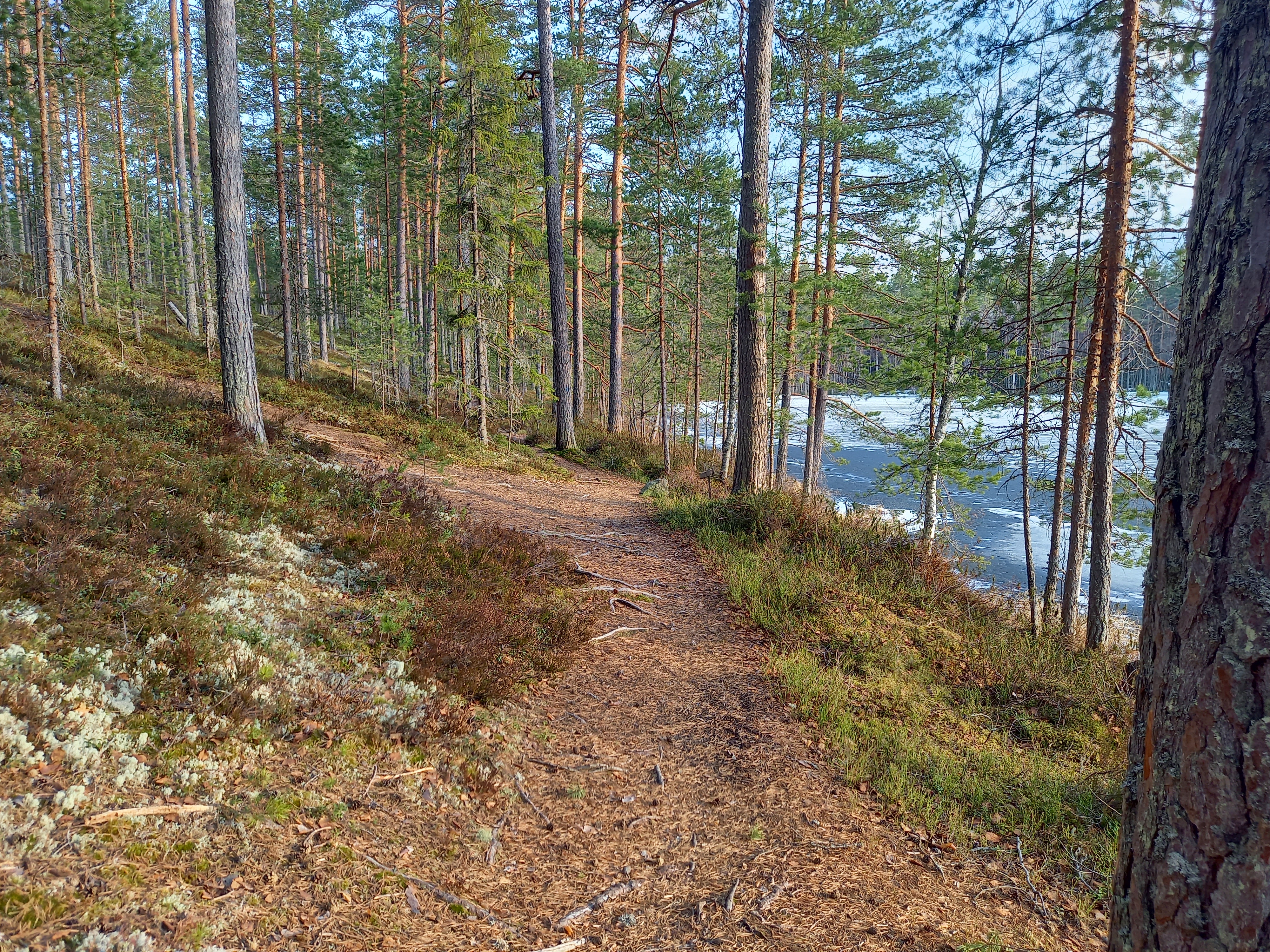 Huutoniemen jäkäläpolku