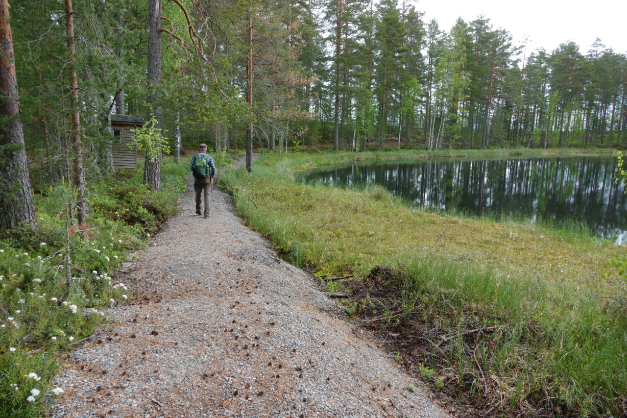 Huutoniemen luontopolun sorastettu alkuosa, lampi oikealla. Mies kävelee polkua pitkin.