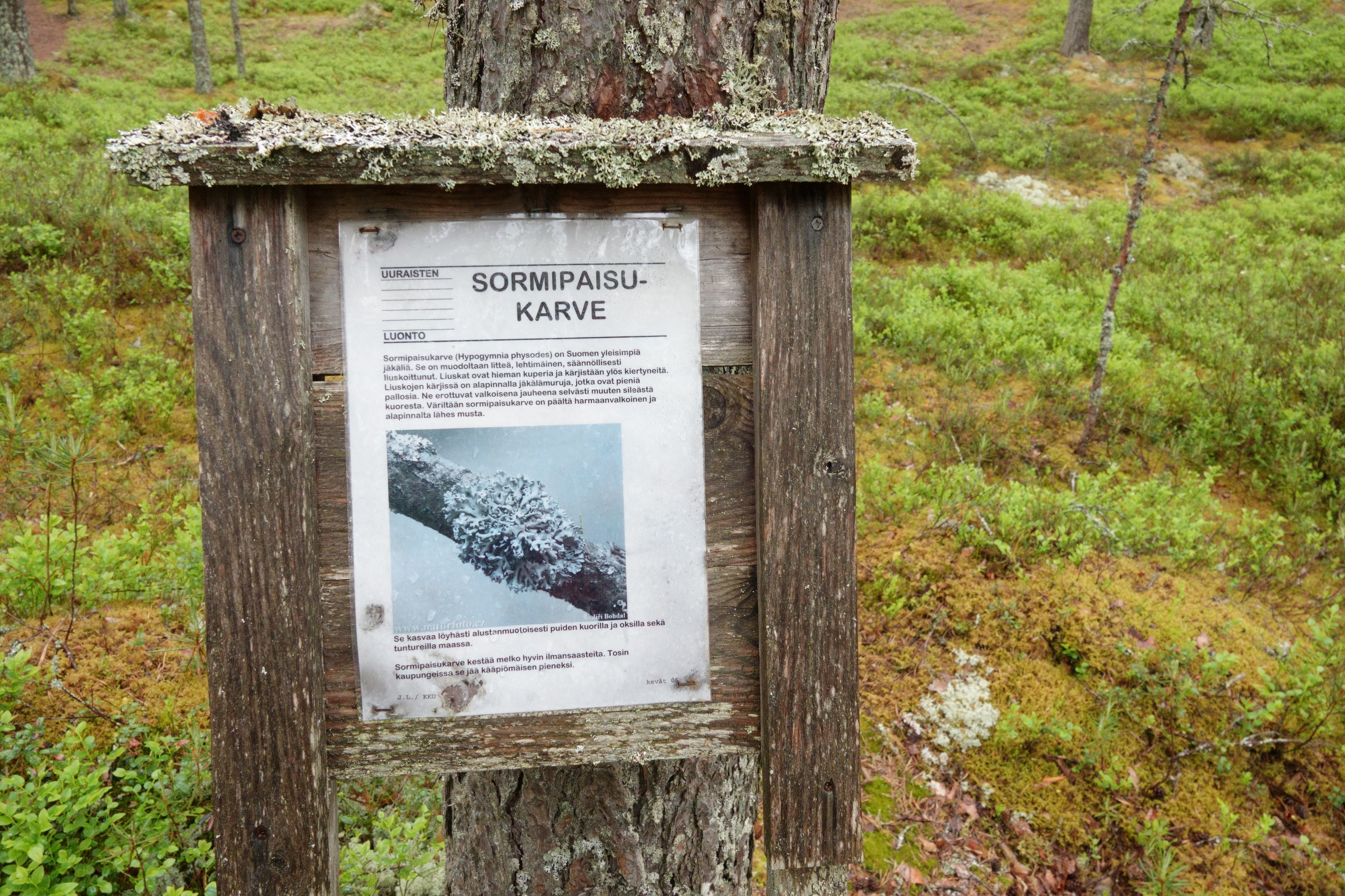 Yksi polun eri jäkälälajeista kertovista luontotauluista.
