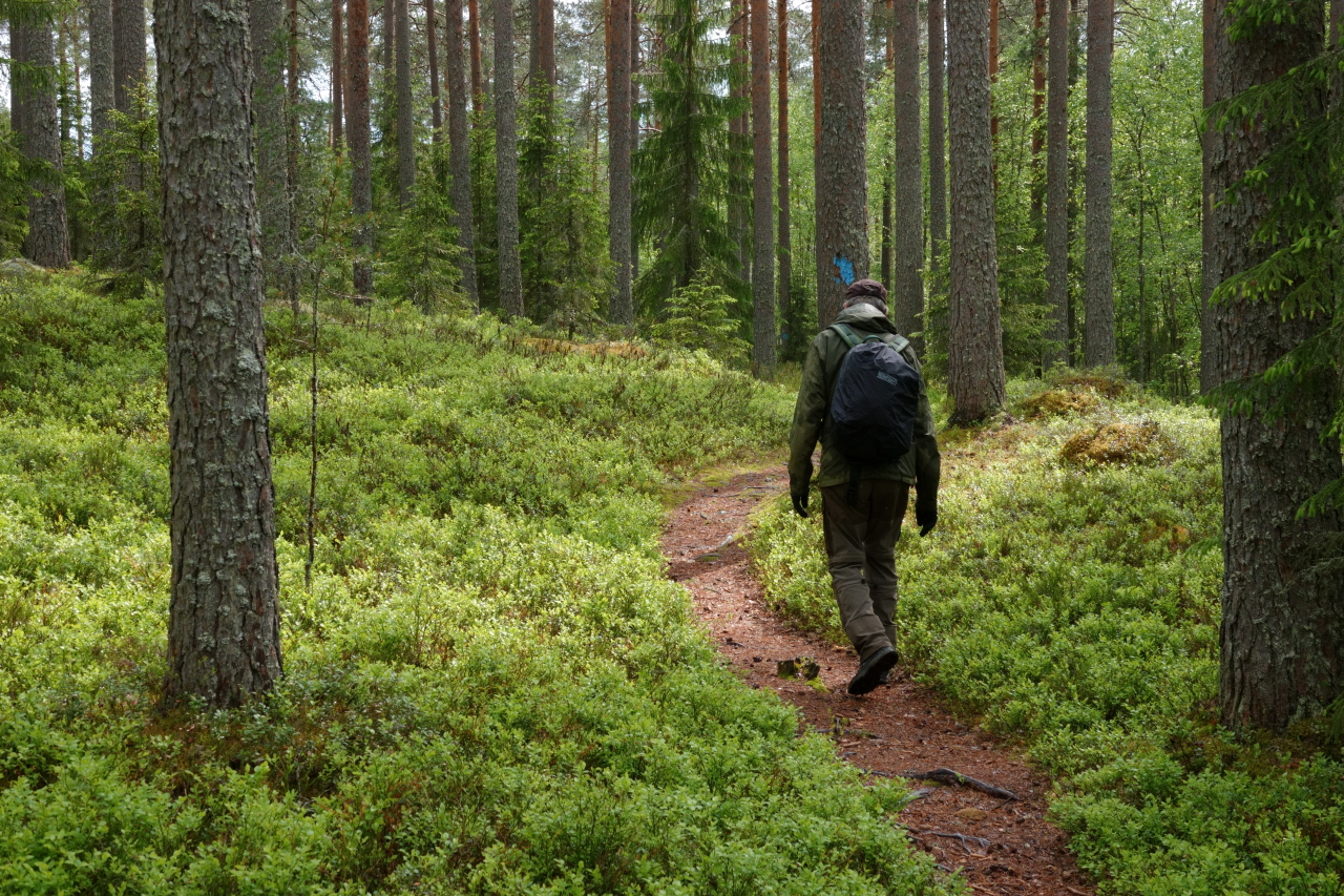 Mies kulkee pitkin kapeaa polkua, vieressä mäntyjä ja kauempana kuusta ja nuoria koivuja.