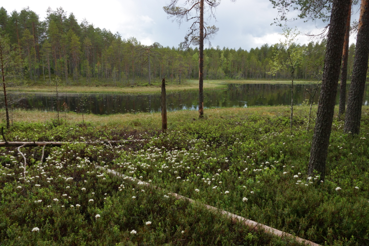 Metsälampi, suopursuja ja lahopuita.