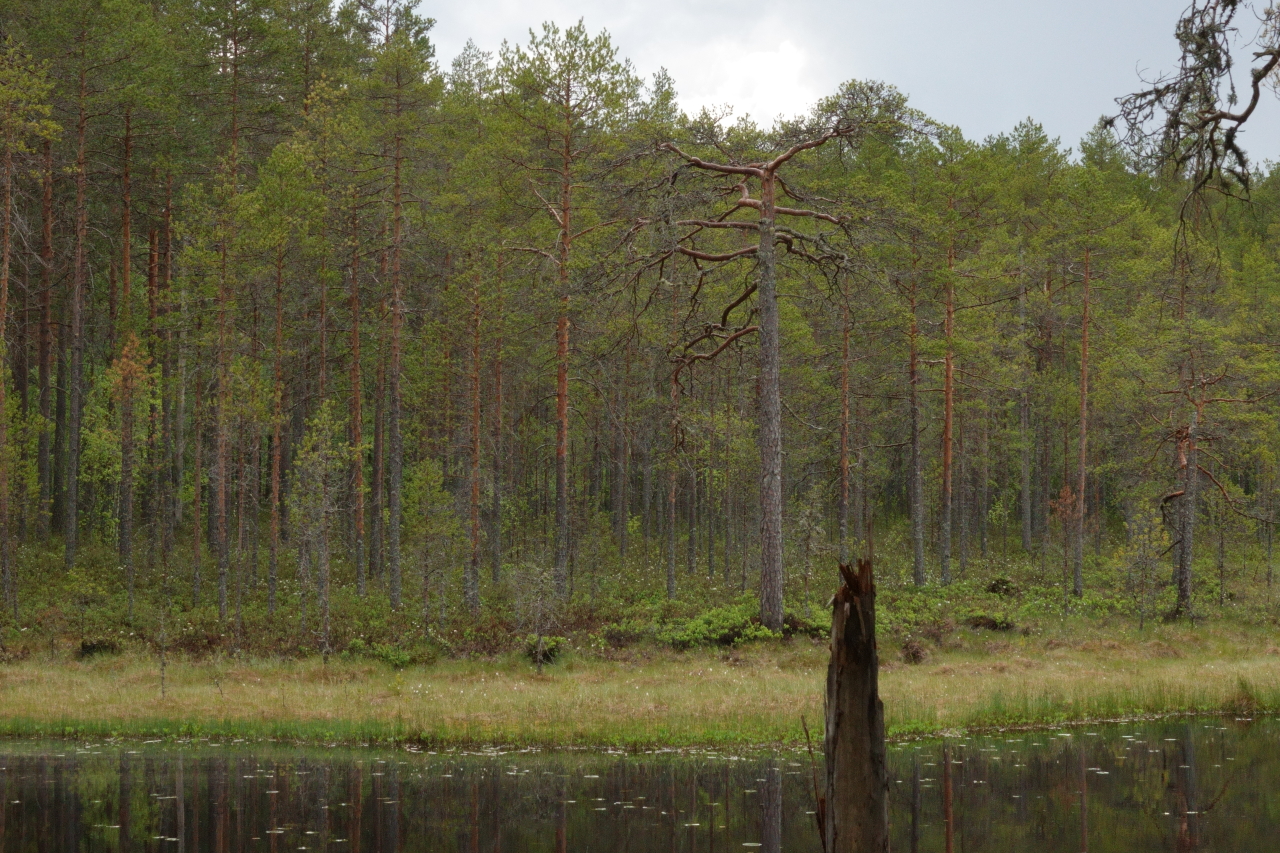 Suolammen rannalla kasvava hieno vääräoksainen petäjä.