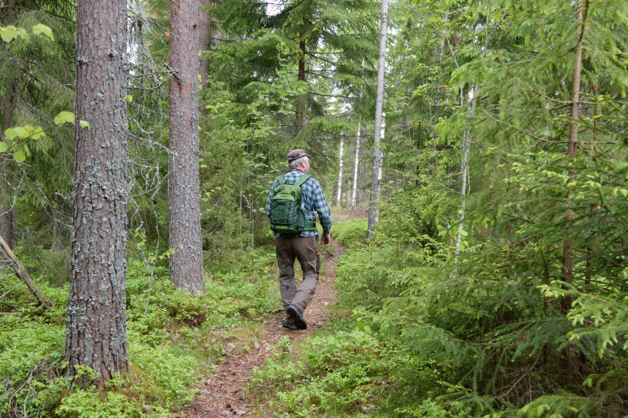 Mies kulkee luontopolulla reppu selässä. Polun vasemmalla puolella kasvaa mäntyjä ja oikealla nuorta kuusentaimikkoa.