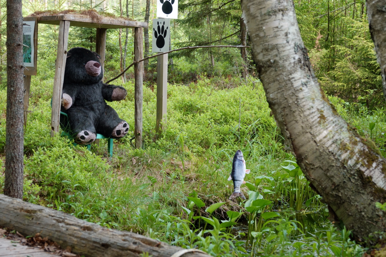 Täytetty nalle katoksessa, onkivapa ja kala siiman päässä.