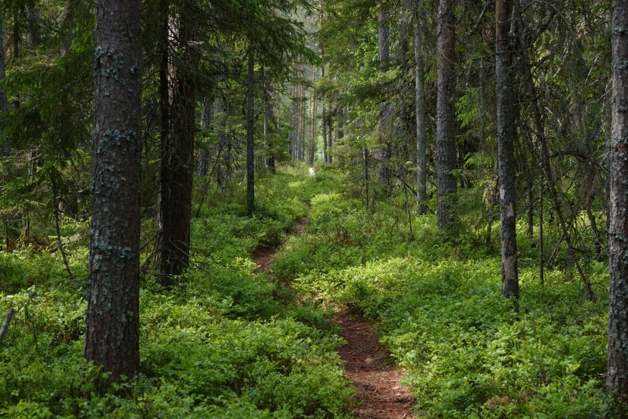 Kapea polku varpujen ja metsän keskellä. Kauempana näkyvät pitkospuut.
