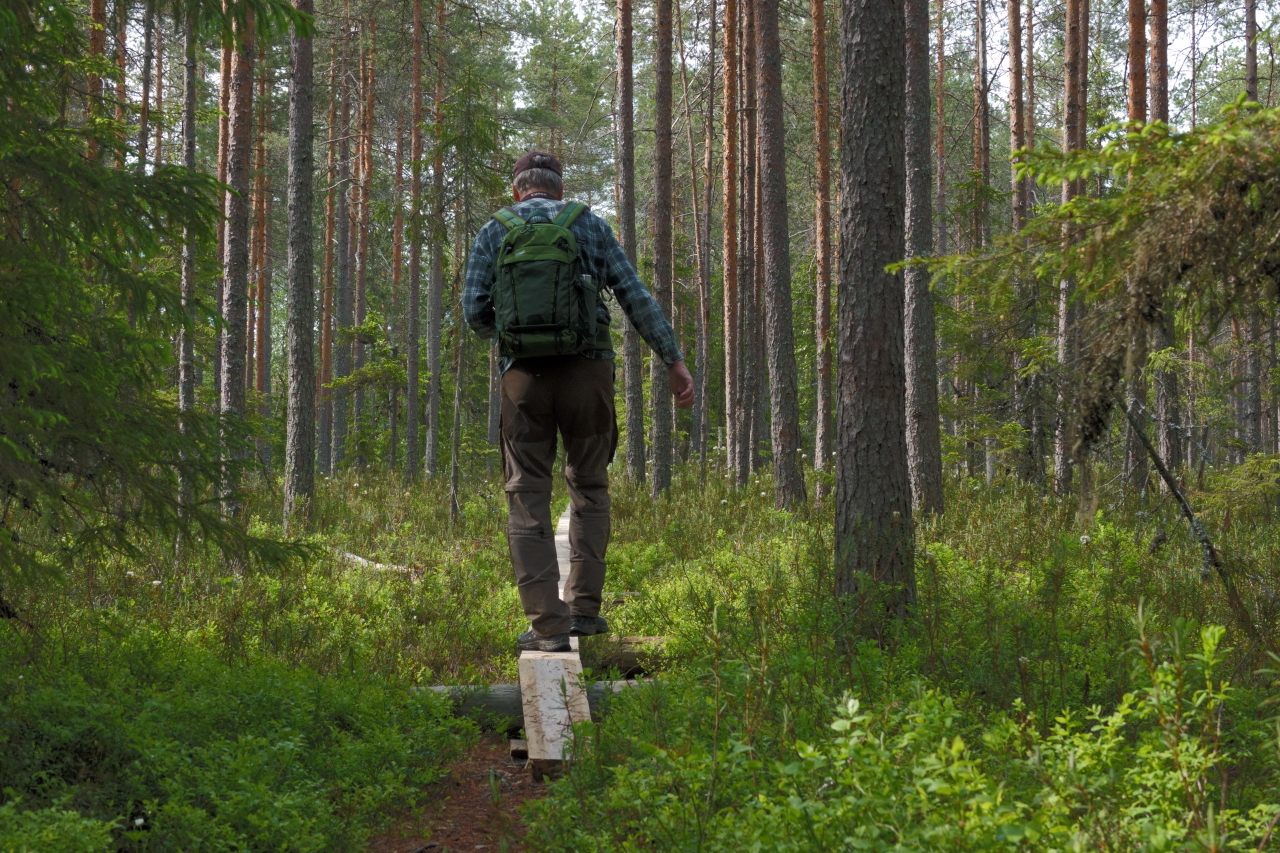 Mies kävelee kapeita pitkospuita pitkin. Mäntyjä ja suopursuja kasvaa.