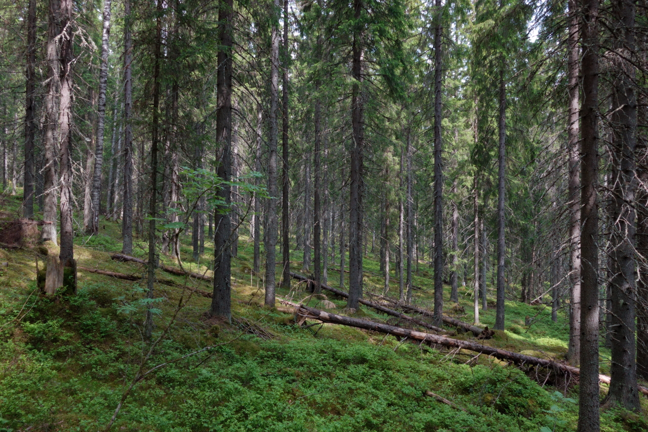 Maapuita keski-ikäisessä kuusikossa mäen rinteellä.