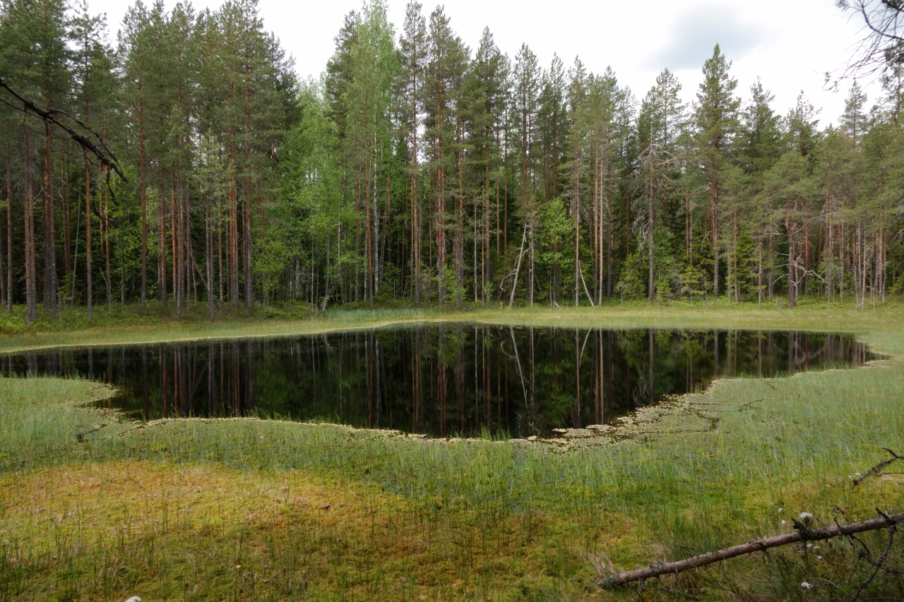 Pieni Konttilampi. Rannat soistuneet.