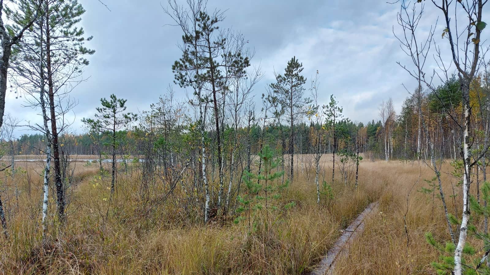 Pitkospuut keskellä syksyistä suomaisemaa