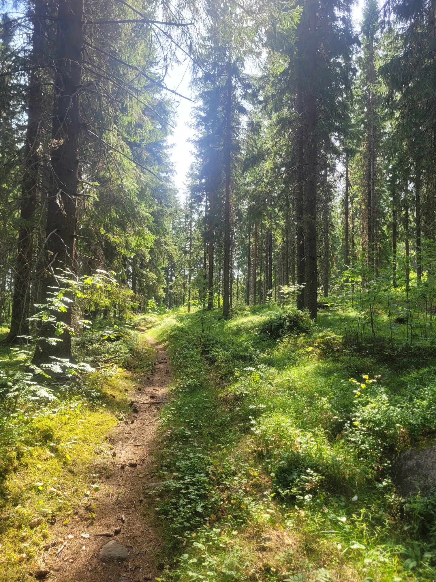 Polku metsässä.