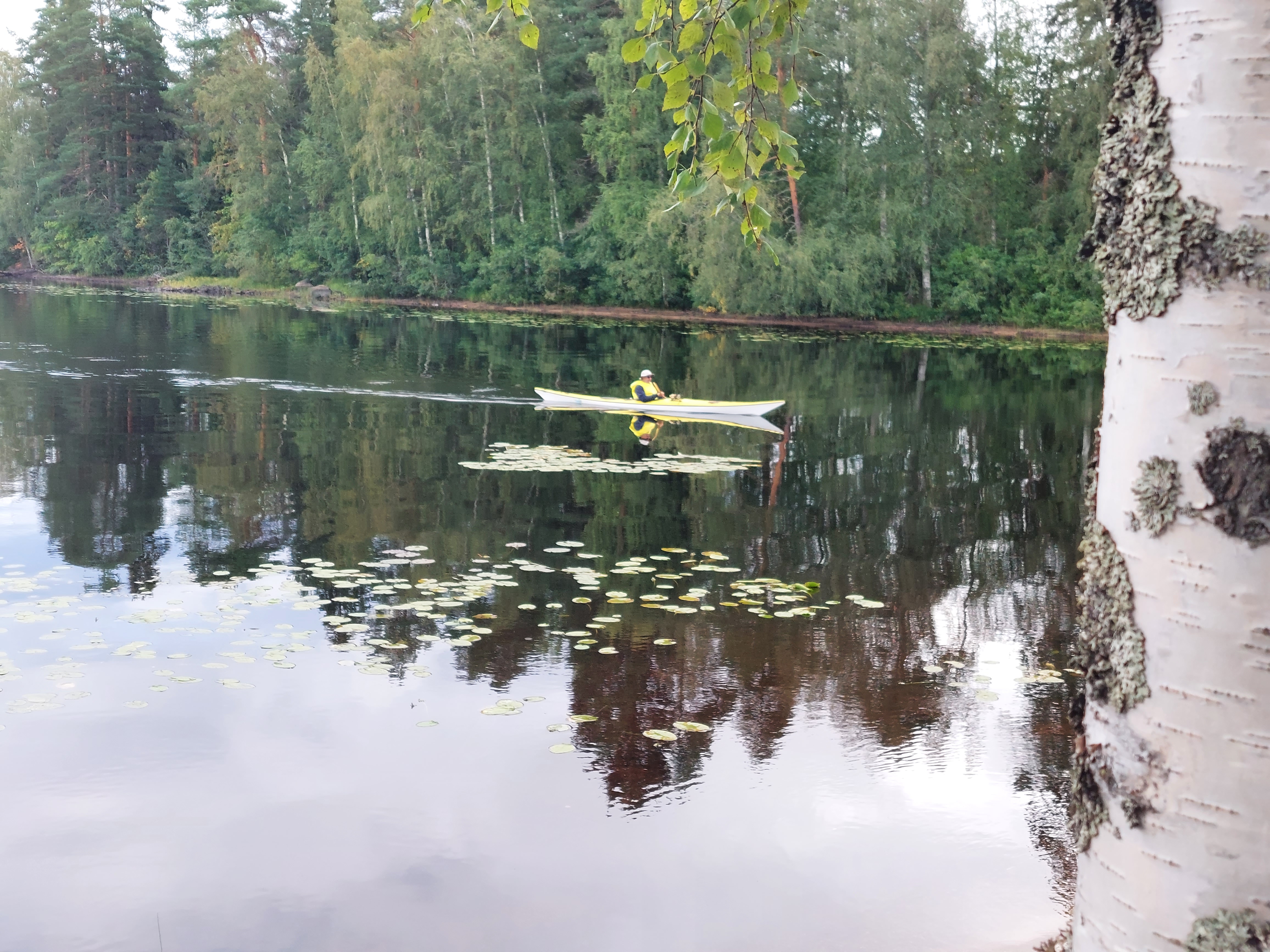 Meloja lähellä rantaa