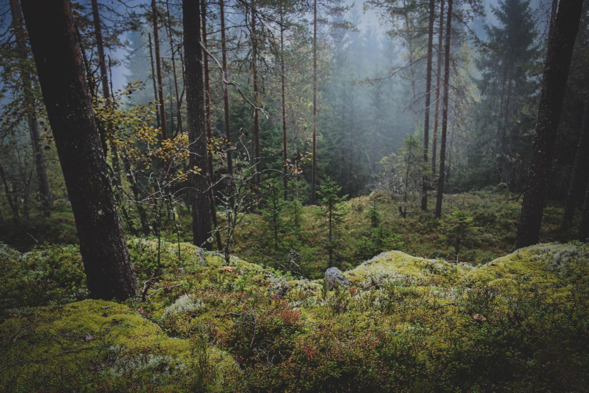 Syksy, metsäinen jyrkänne, sammalta, sumua.