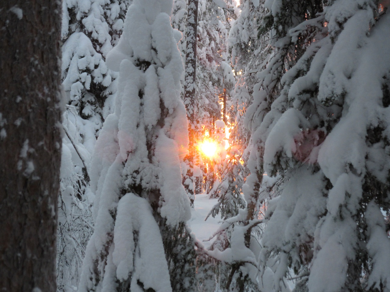 Tykkylunta puissa. Aurinko paistaa puiden takaa matalalta.