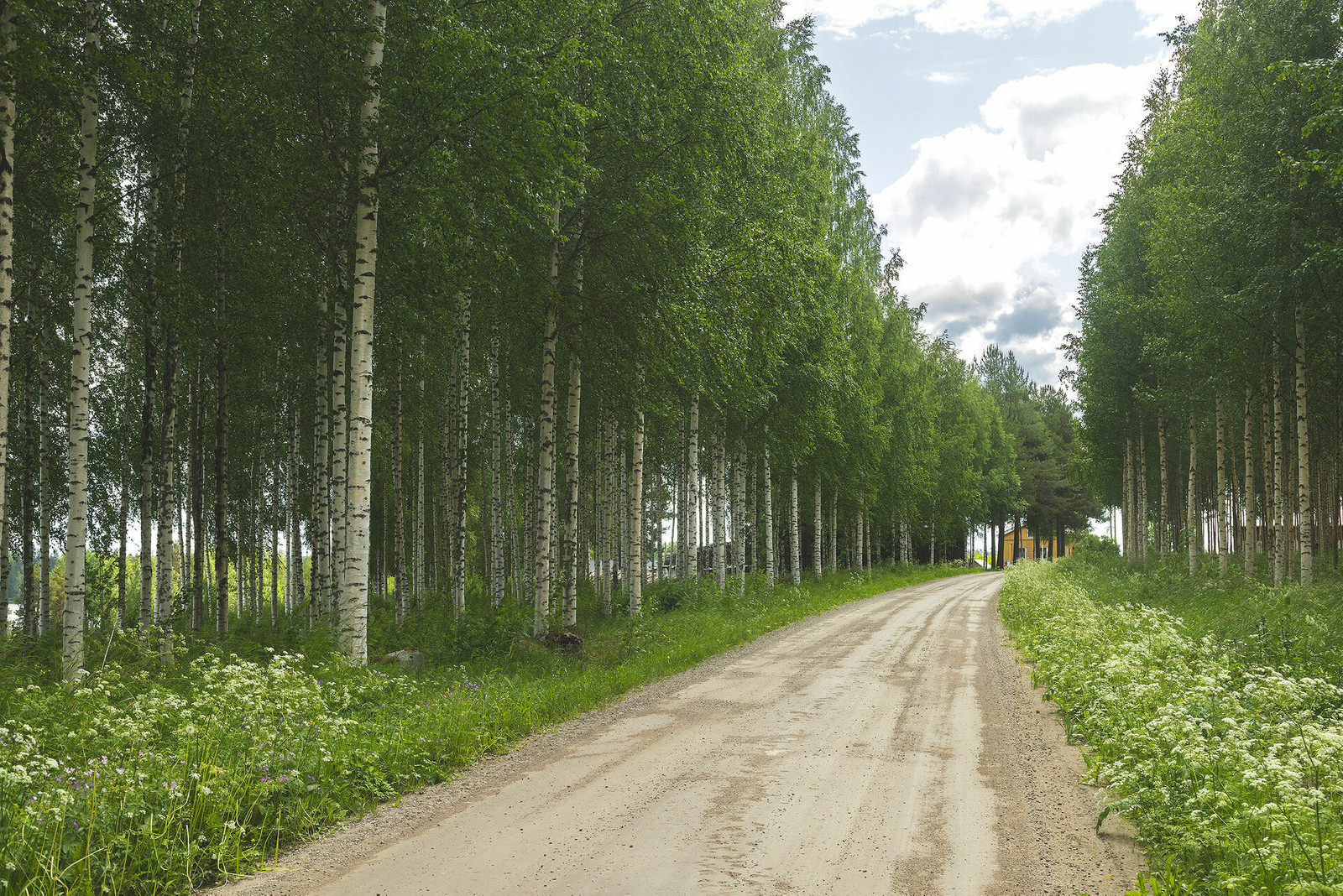 Kesäinen, koivujen ympäröimä hiekkatie, jonka päässä häämöttää keltainen talo.